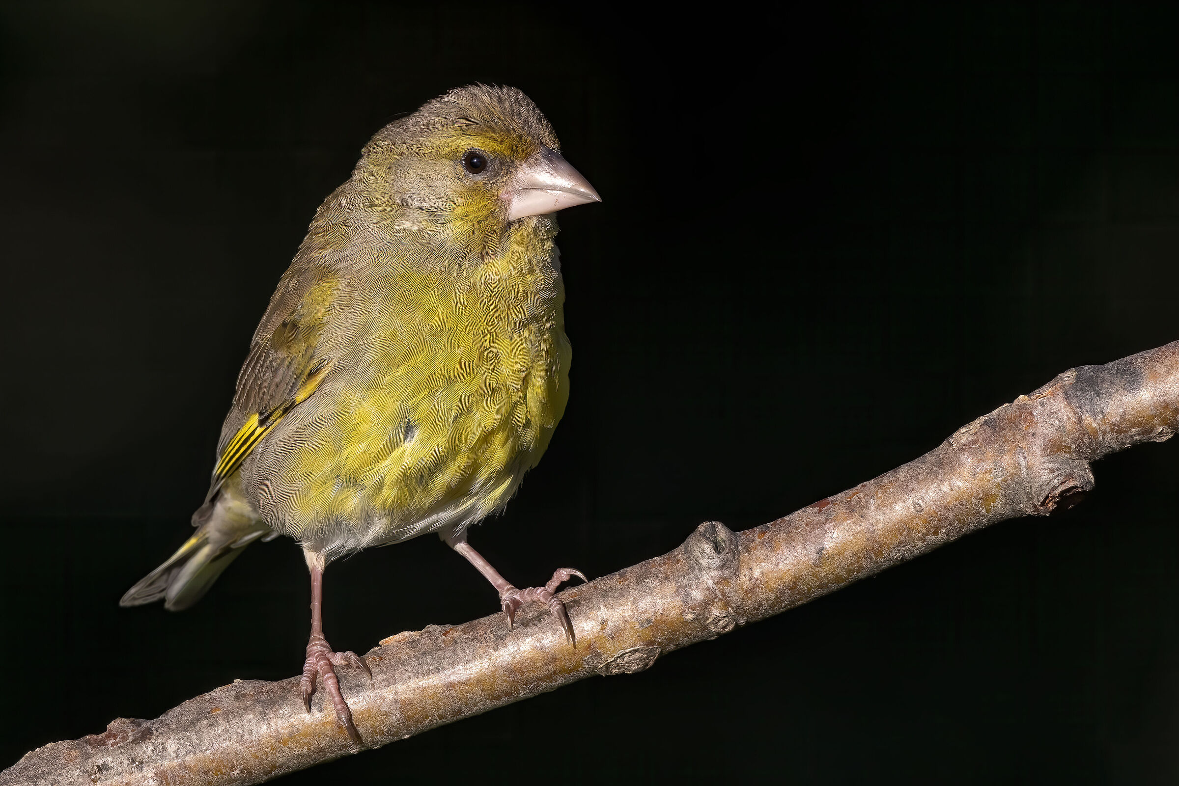 Verdone in modesto stile  "Photo Ark" (Joel Sartor...