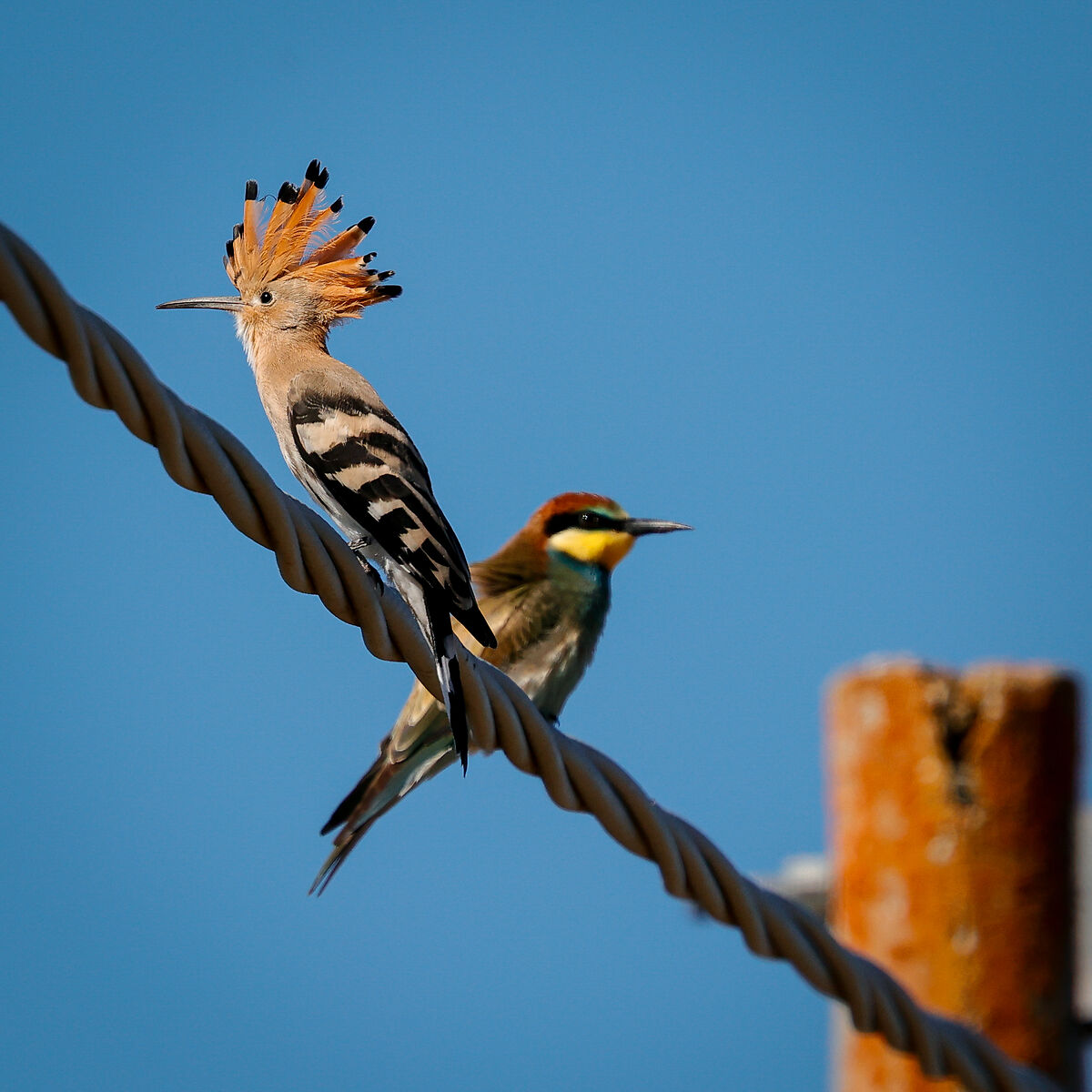 There are those who are Punk and there are those who are Fol...