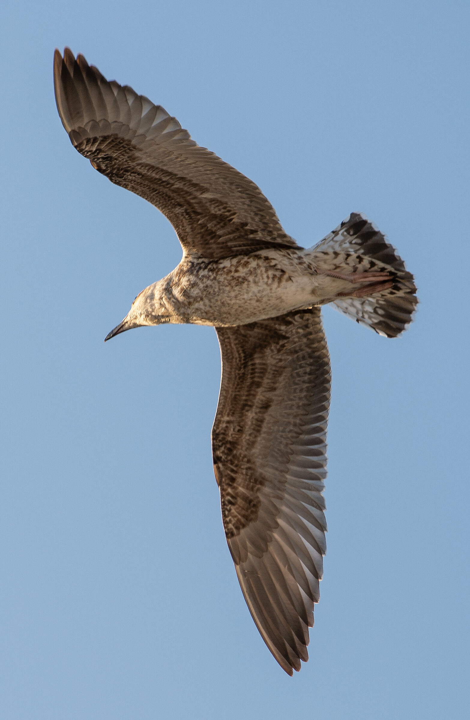 Seagull in Salerno