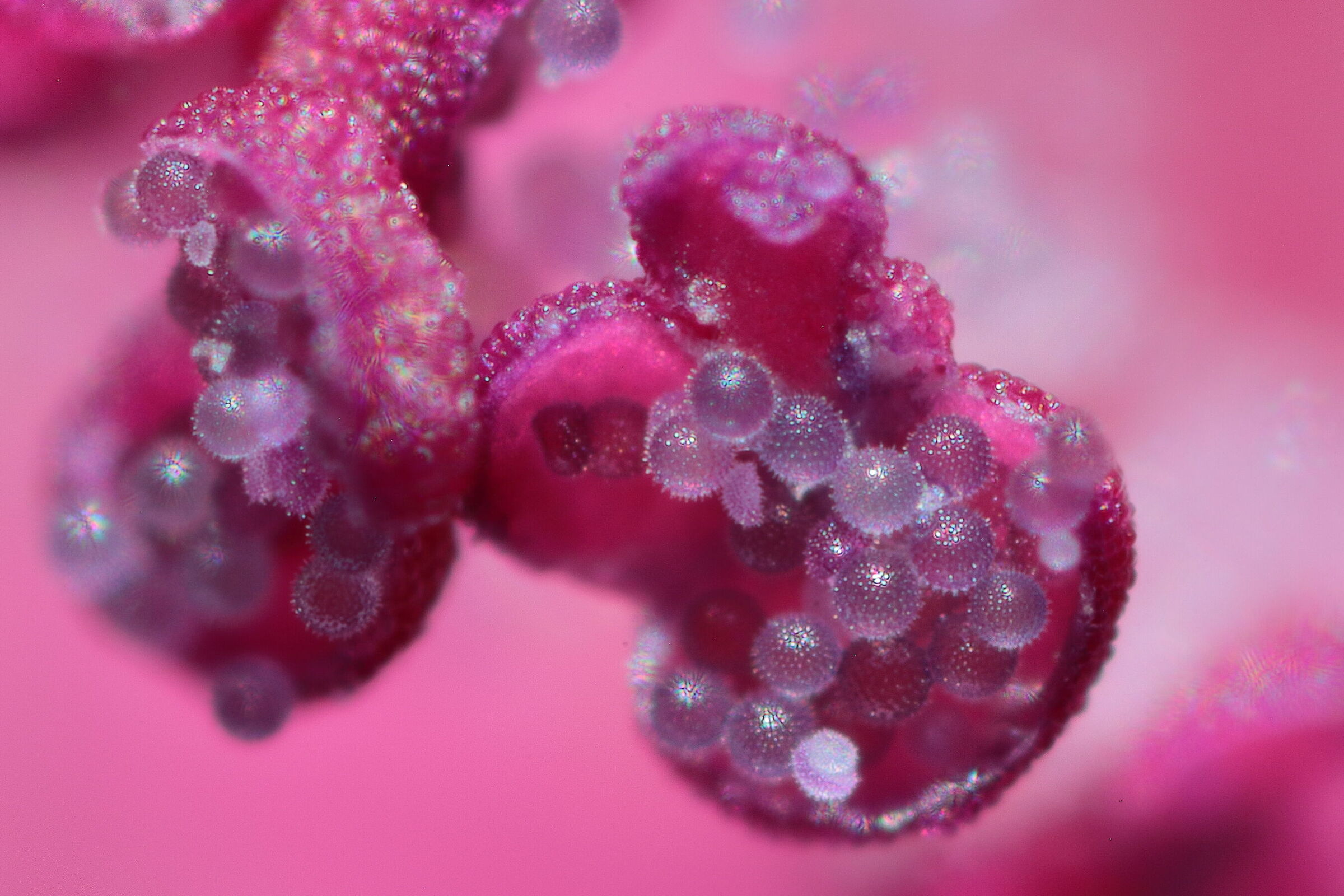 Mallow flower pollen