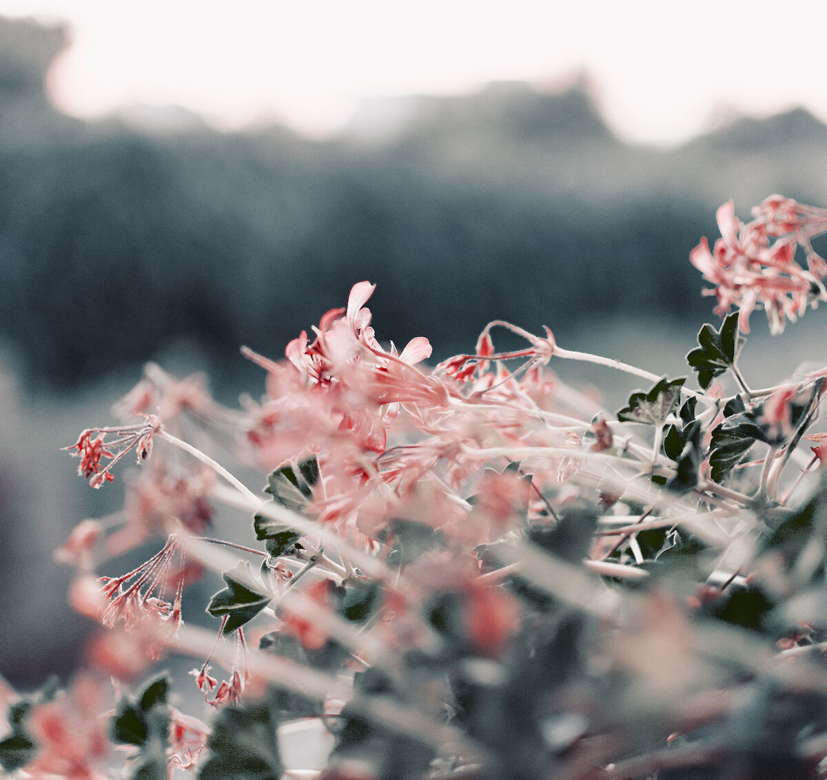 Untitled Photo
