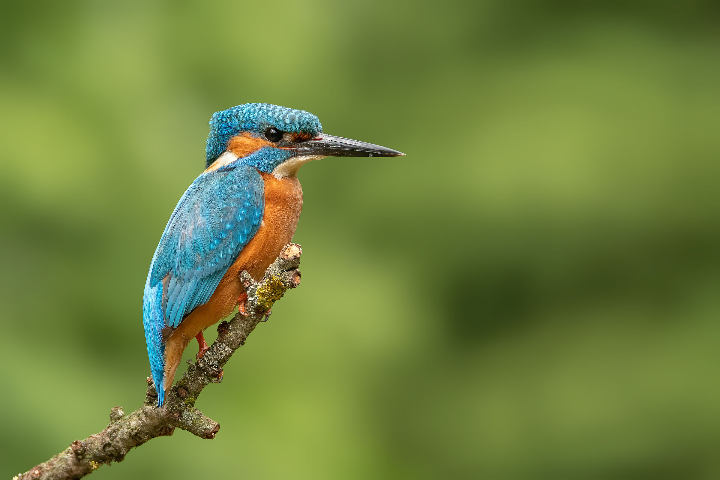 Martin pescatore (maschio)