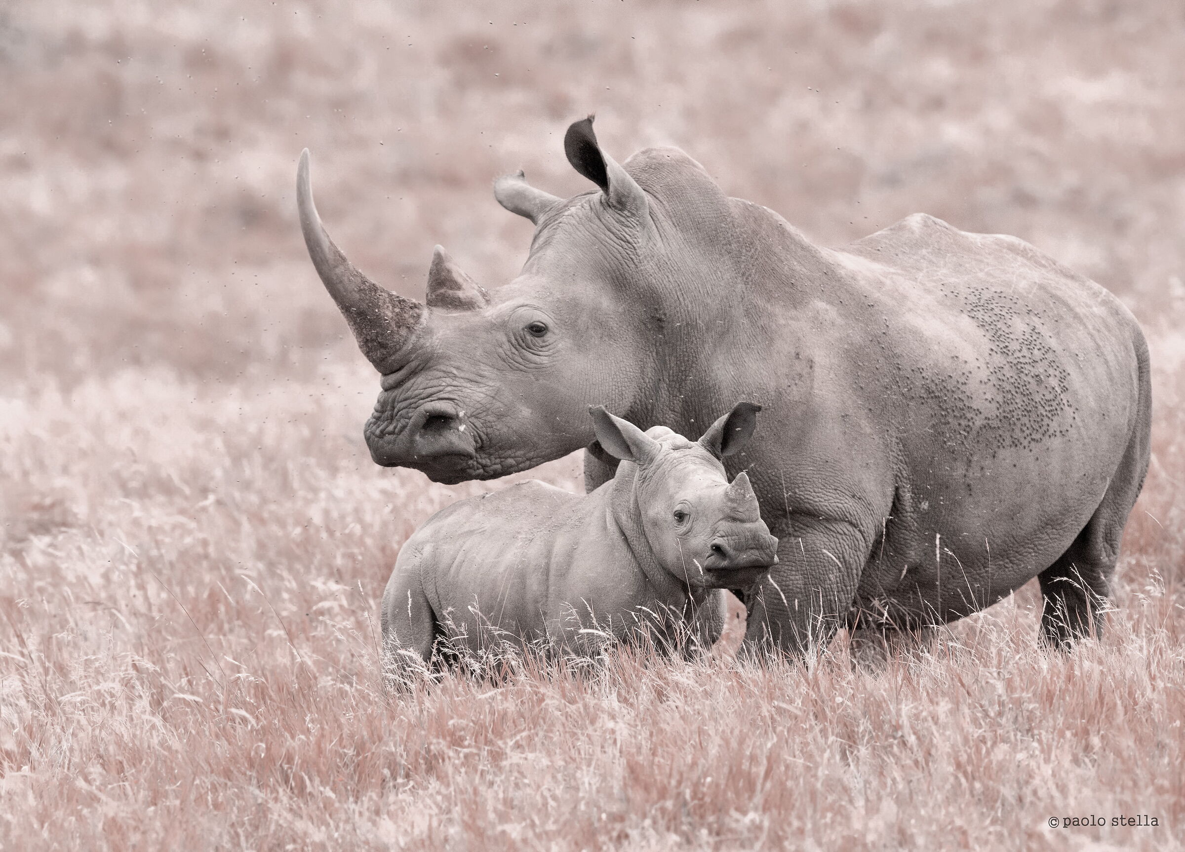 two rhino
