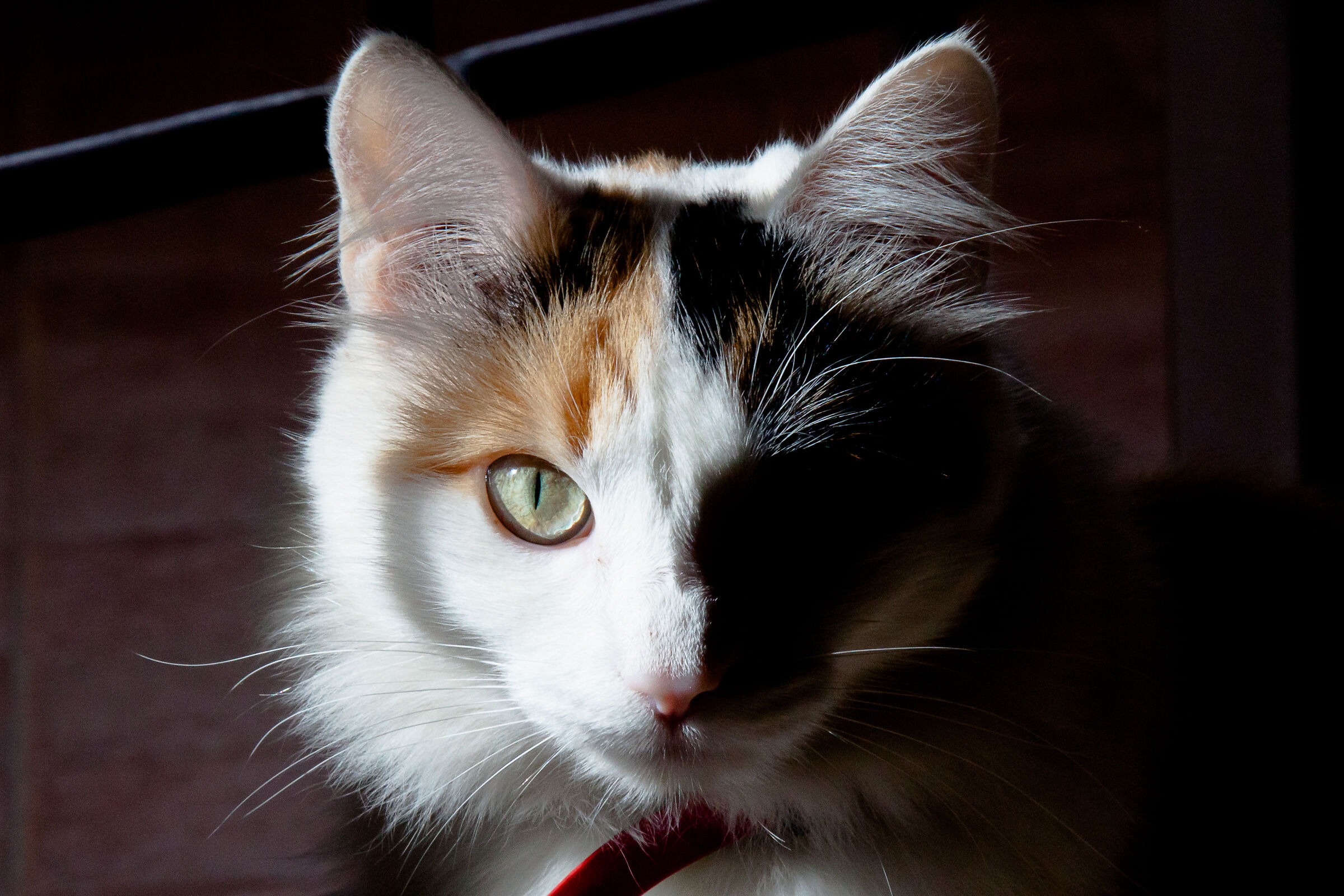 The dark side of the Cat