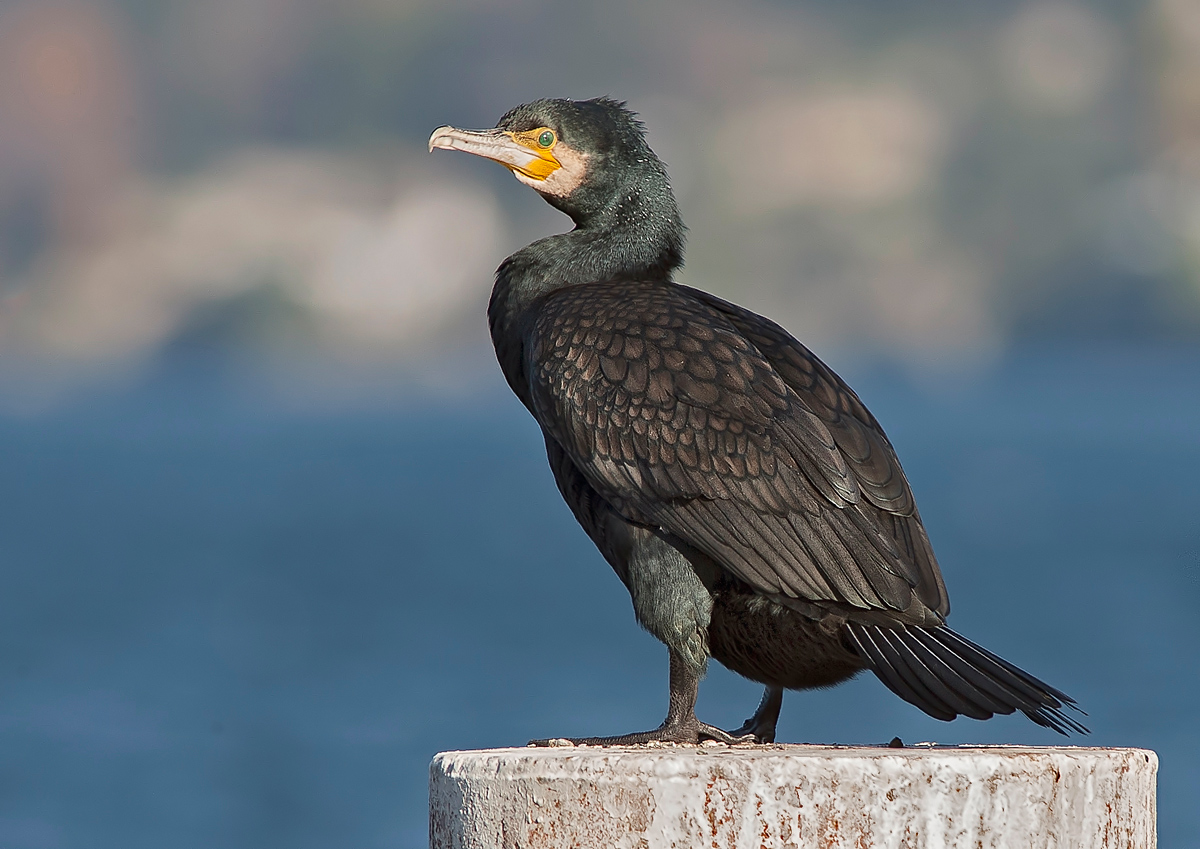 cormorant 1
