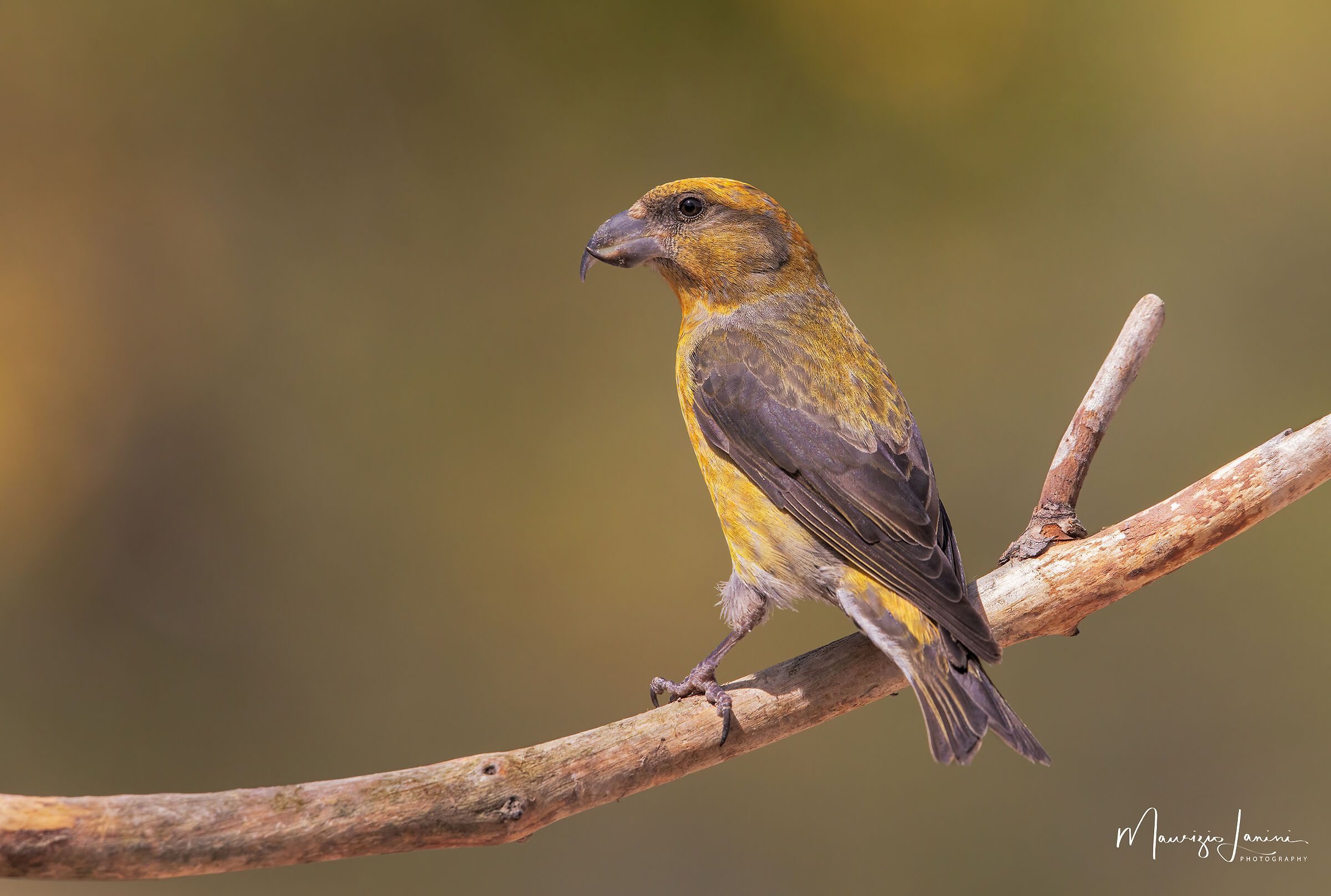 Il signore in giallo