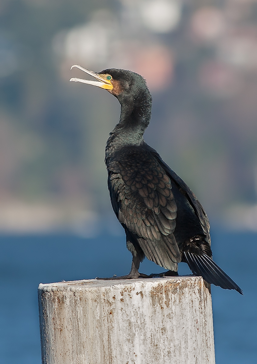 cormorant 2