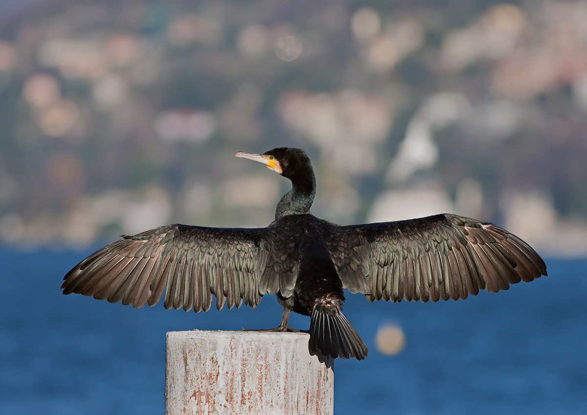 cormorant 3