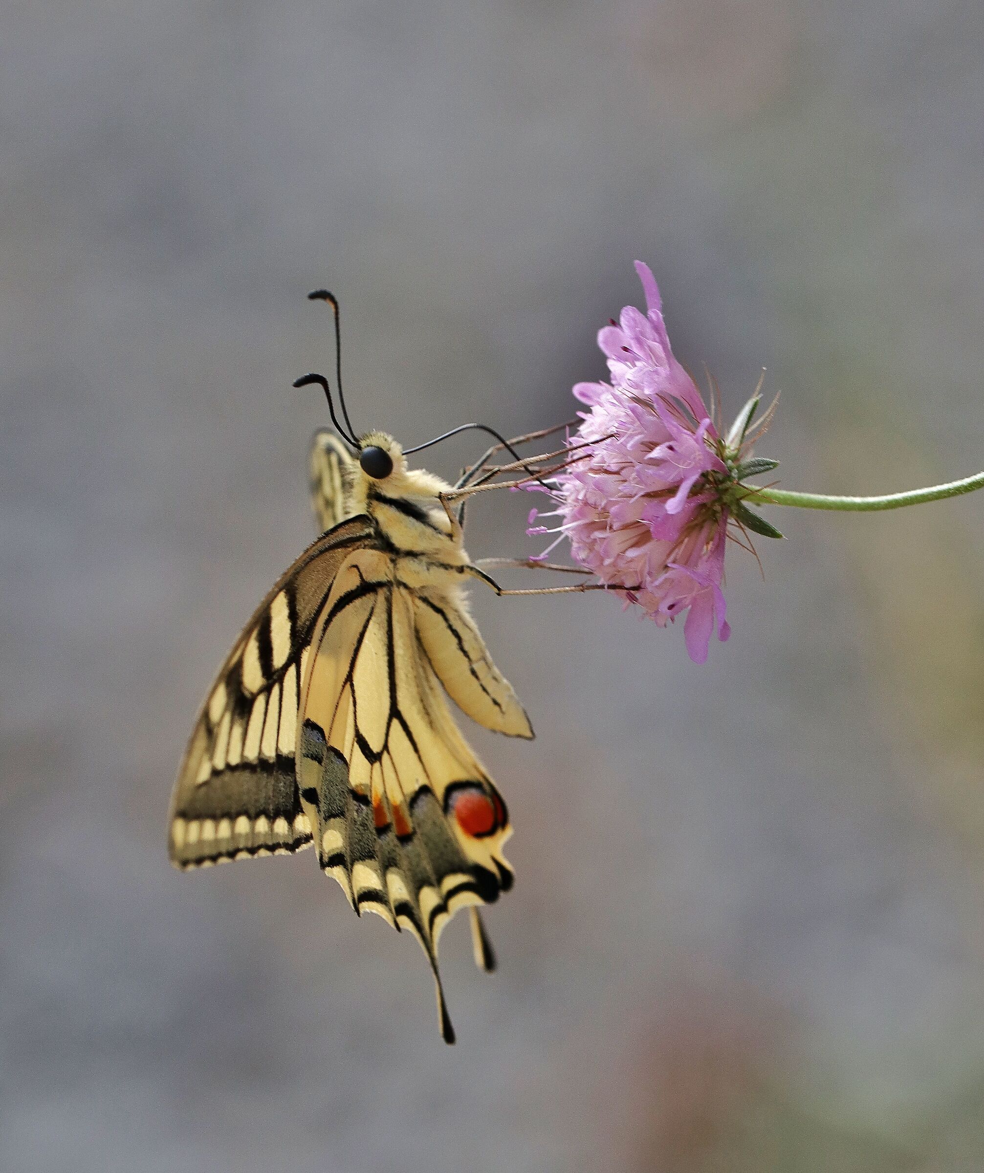 Swallowtail