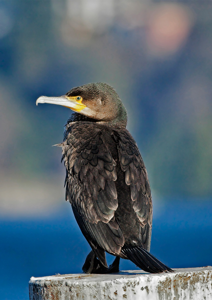 cormorant 4
