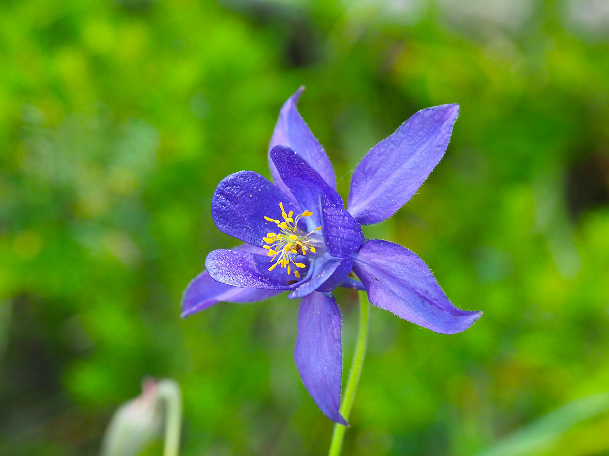 Elegance in the woods