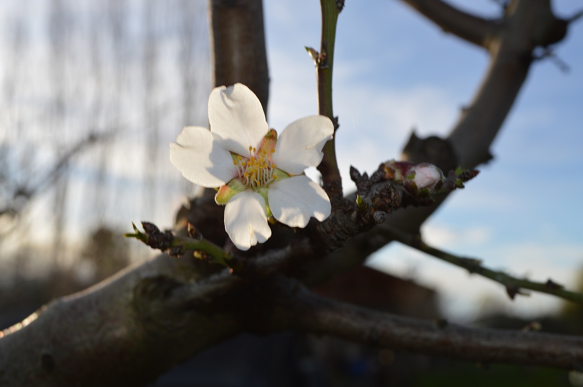 almond blossom
