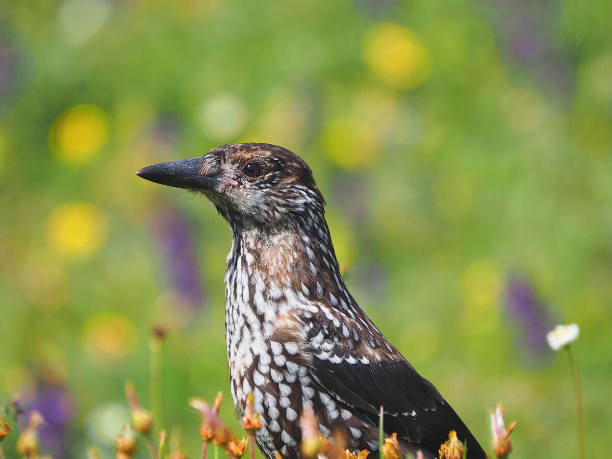 Lookout among the flowers