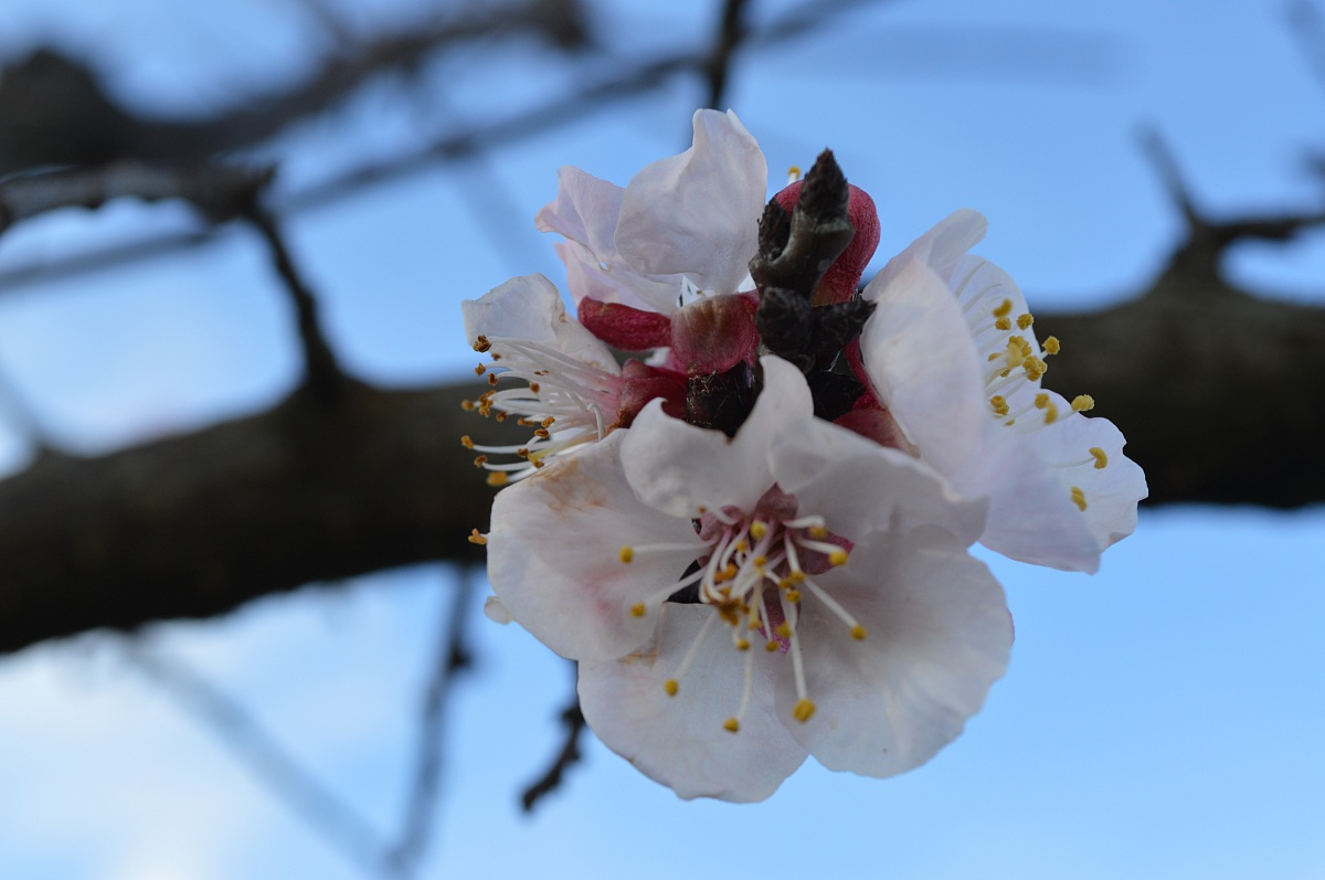 apricot flower spring is approaching!