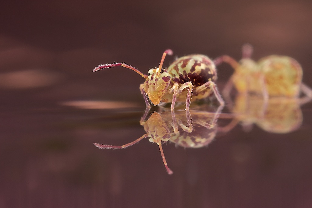 Collemboli camminare sull'acqua