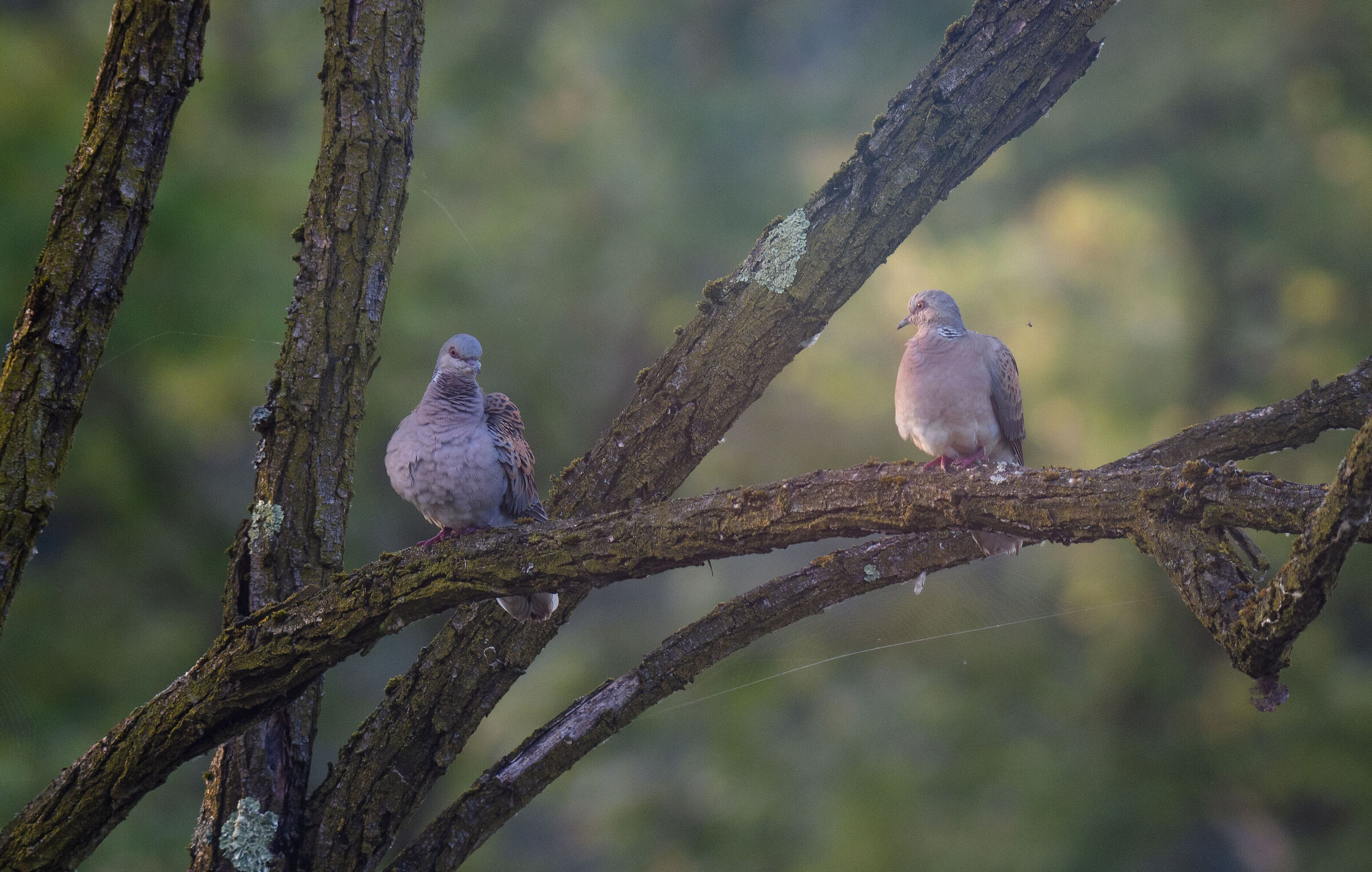 L'amore è nell'aria