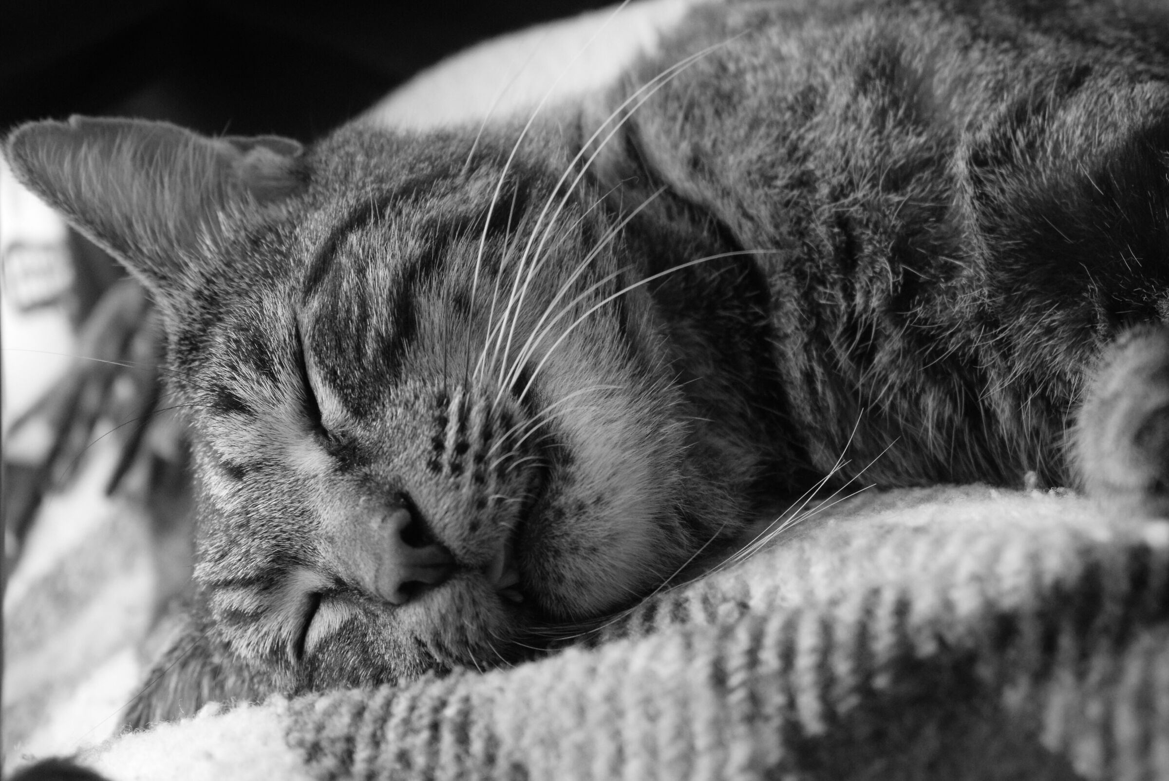 International Cat Day.....