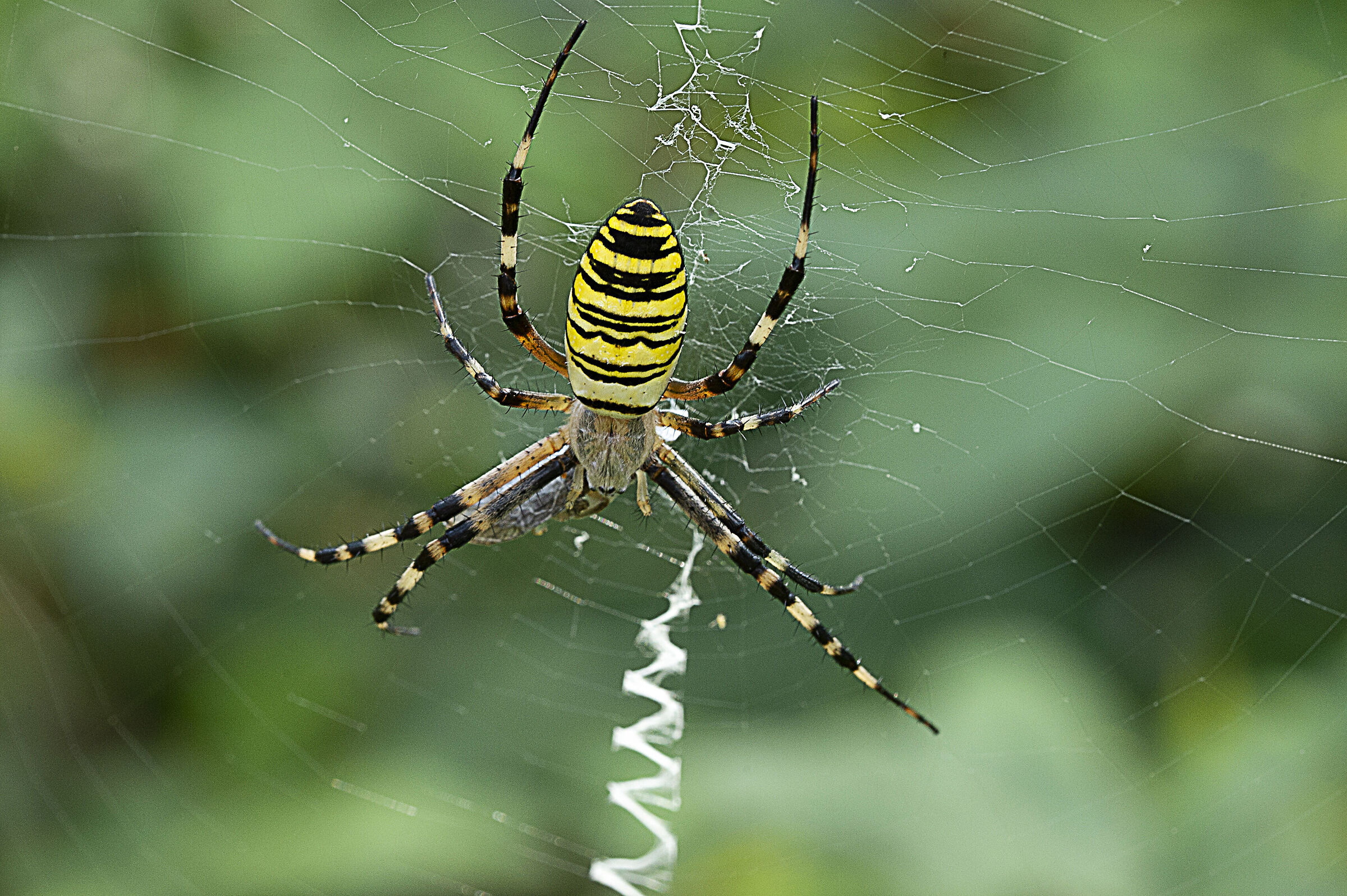 Wasp spider