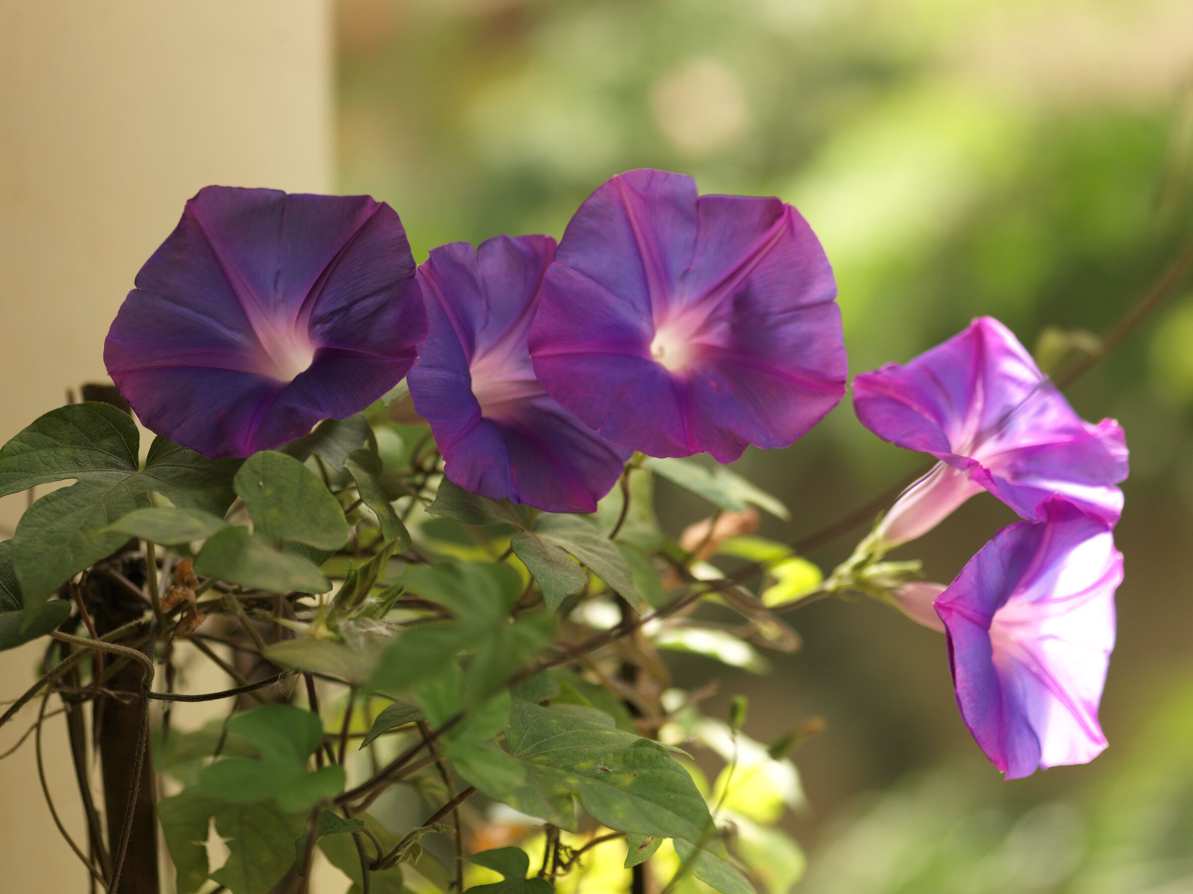 Vite tromba viola