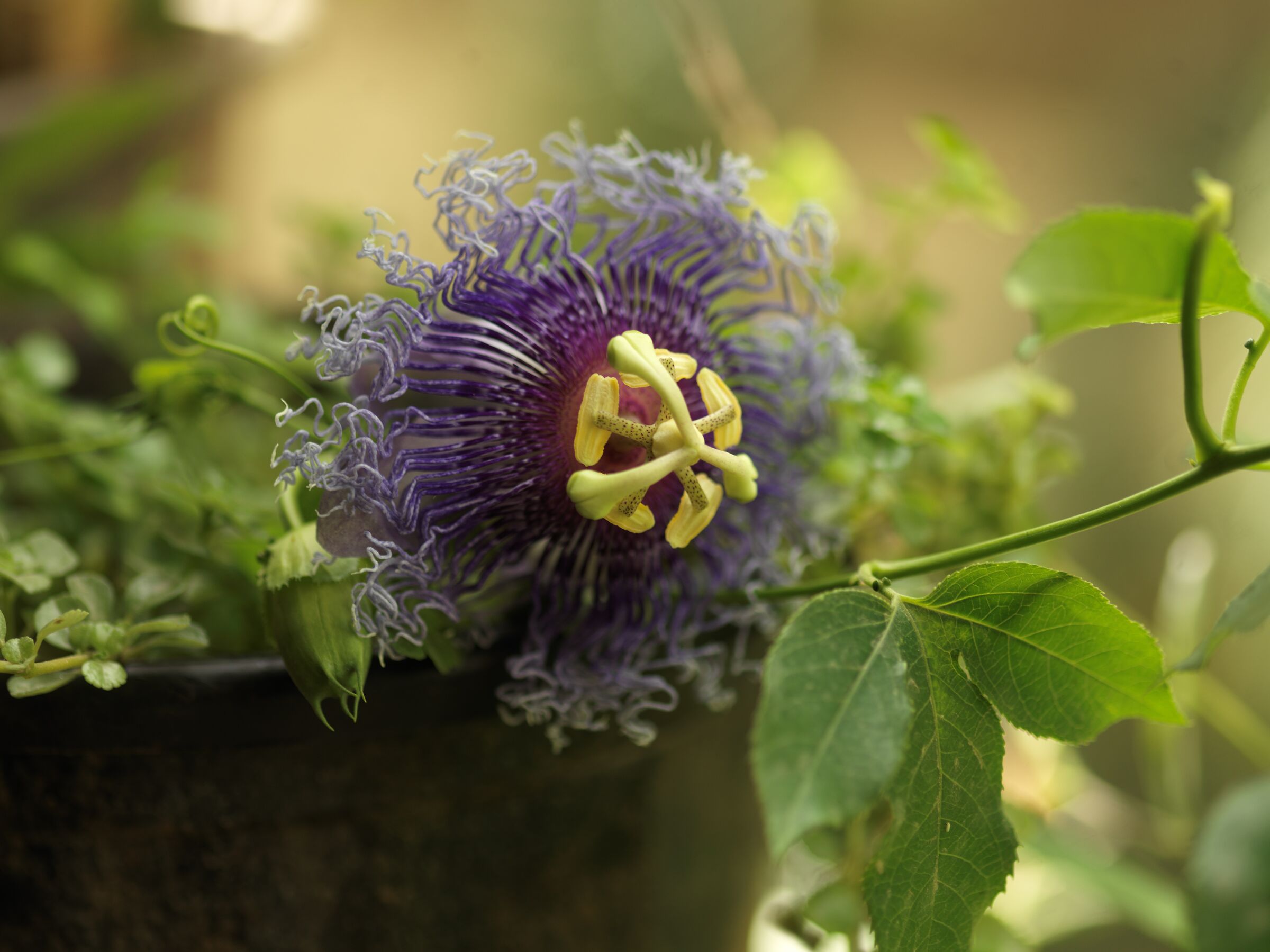 Fiore della Passione Viola