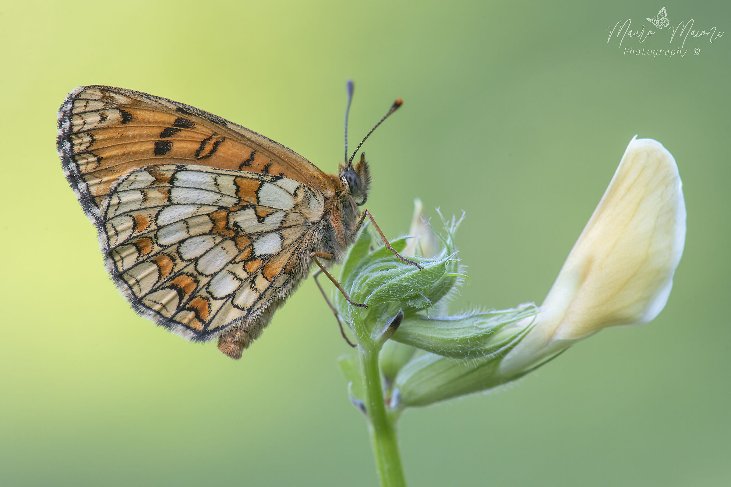 Melitaea Aurelia
