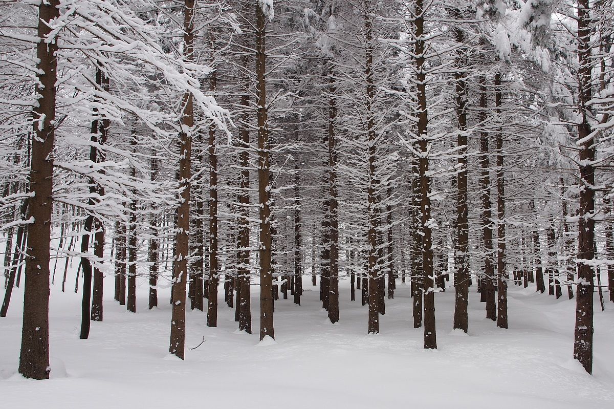 Foresta incantata...