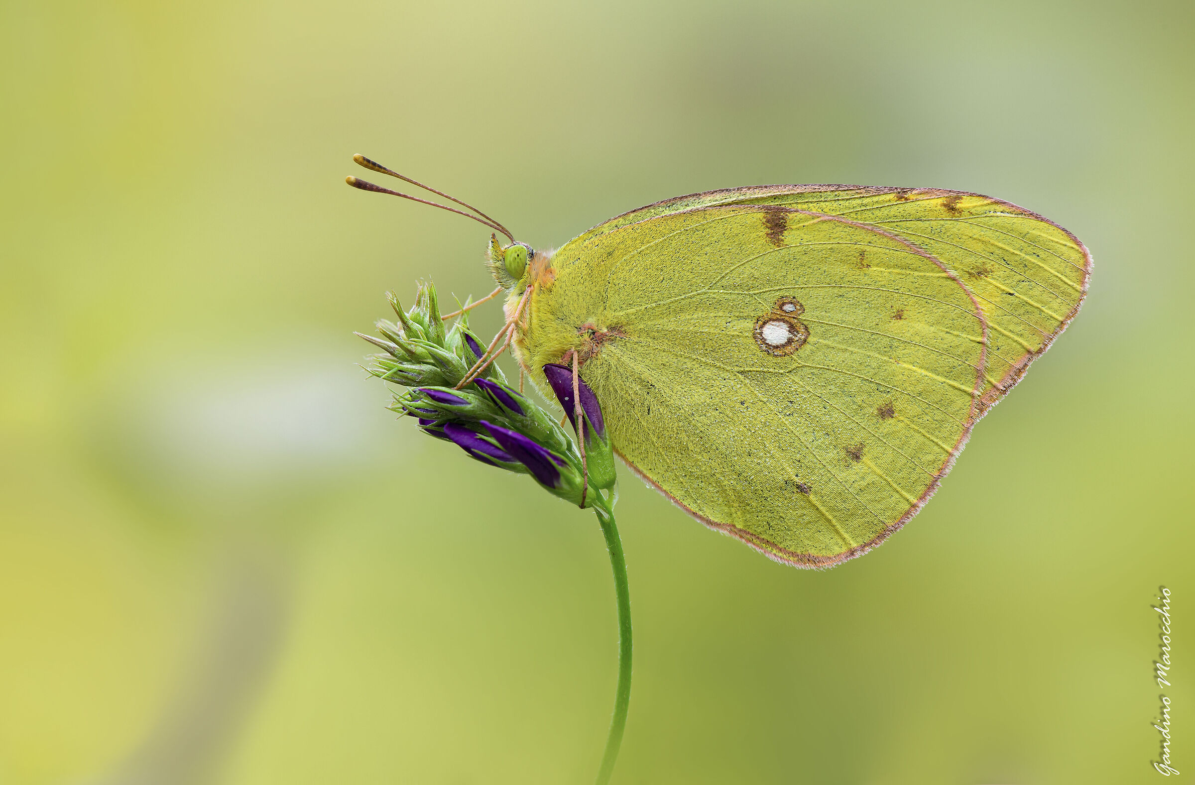 Colias Crocea