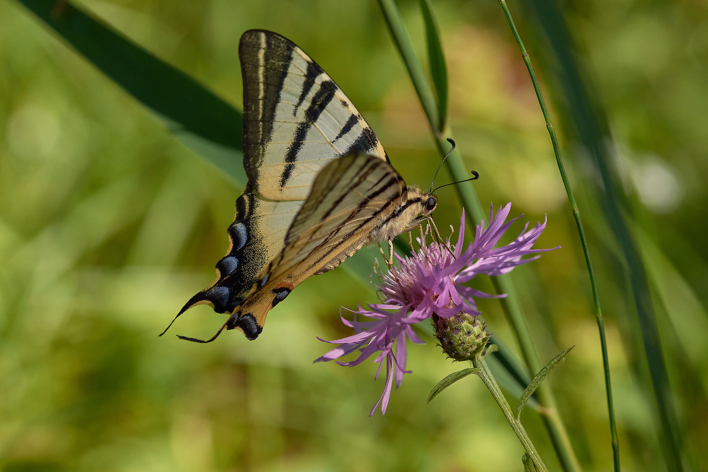 Iphiclides podalirius