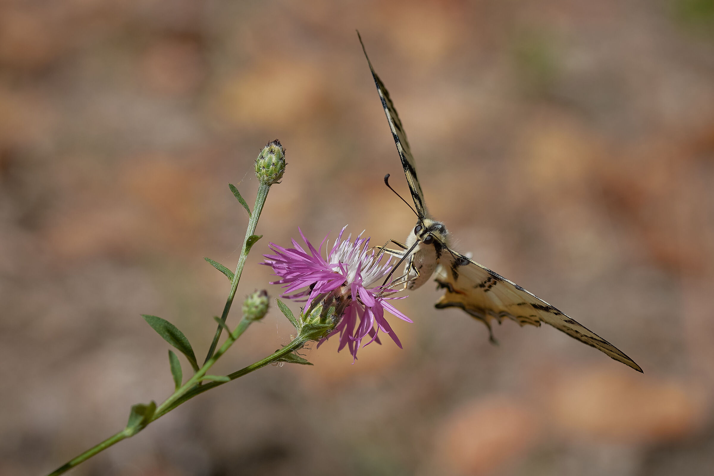 Wingspan (Iphiclides podalirius)