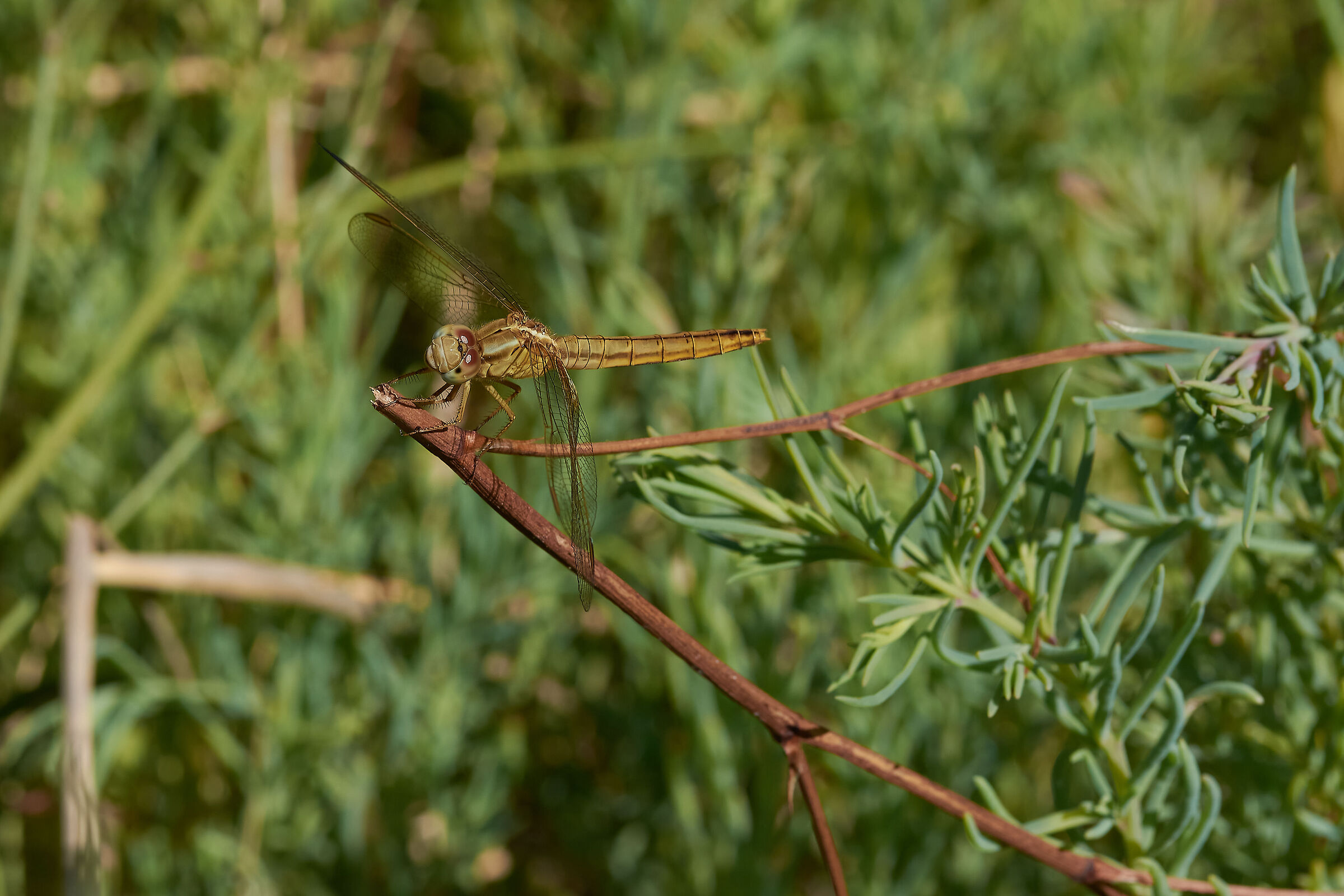 Look in the room (orthetrum cancellatum female)