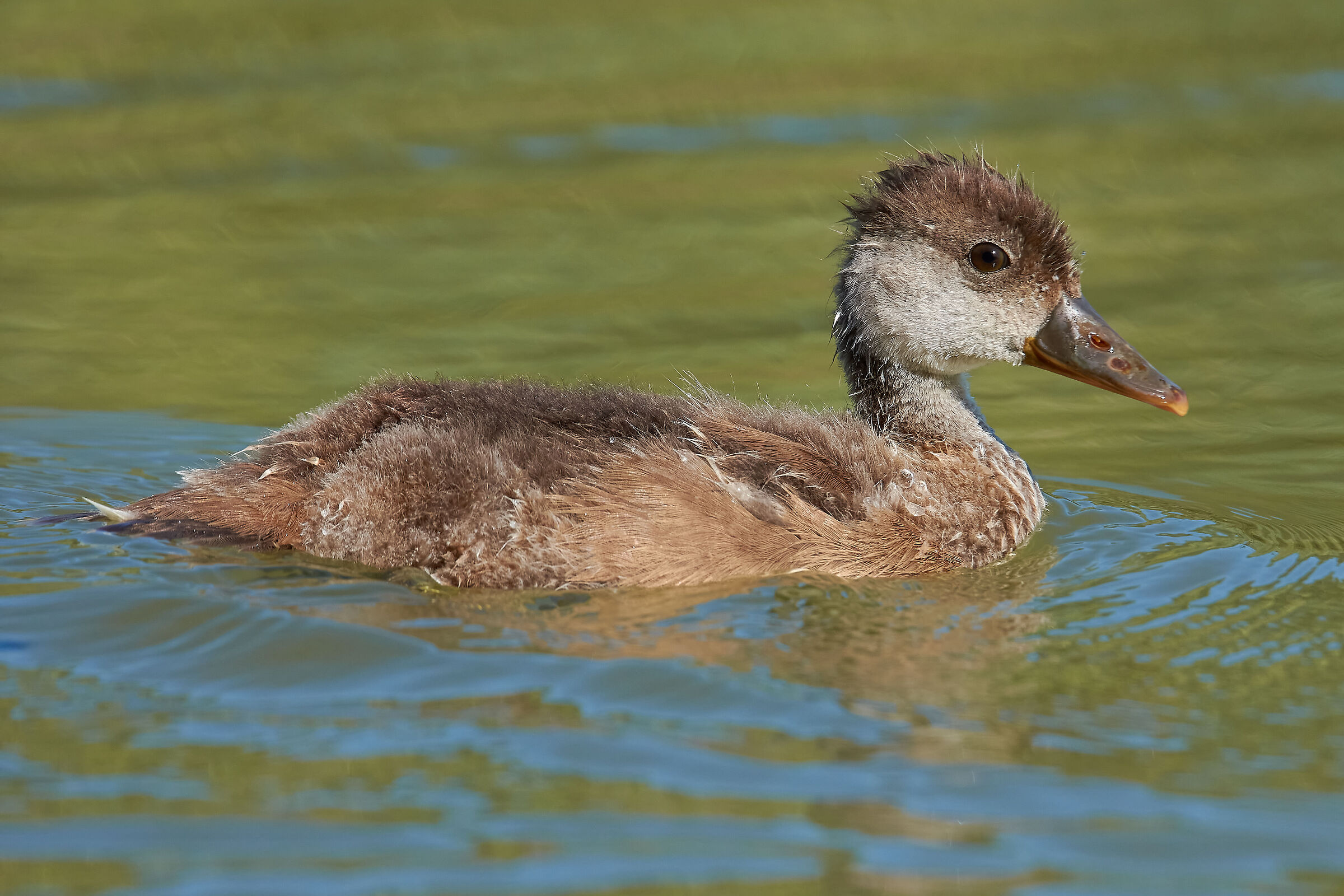Red Crested Pocnail?