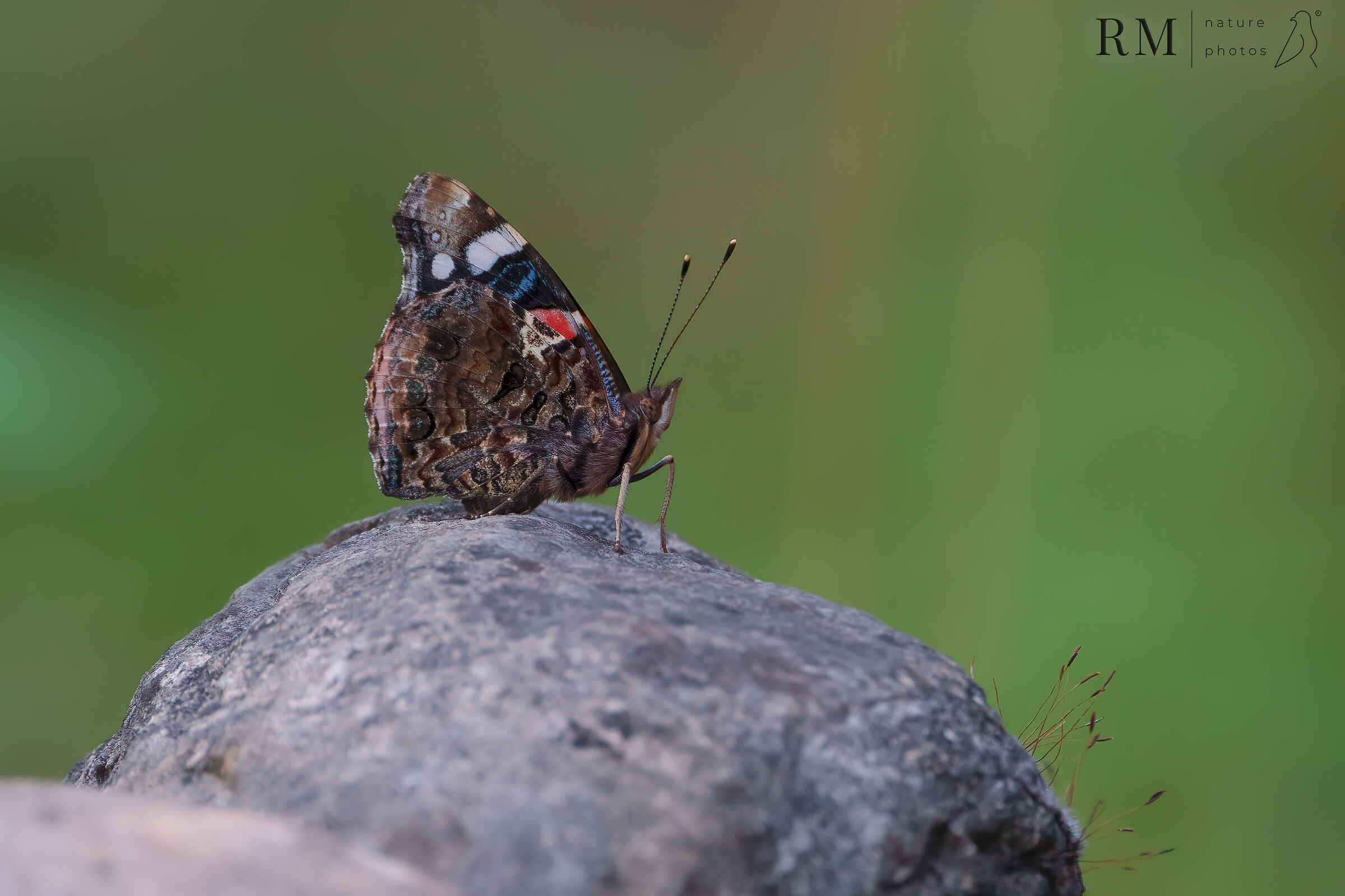Vanessa Atalanta on the rocks