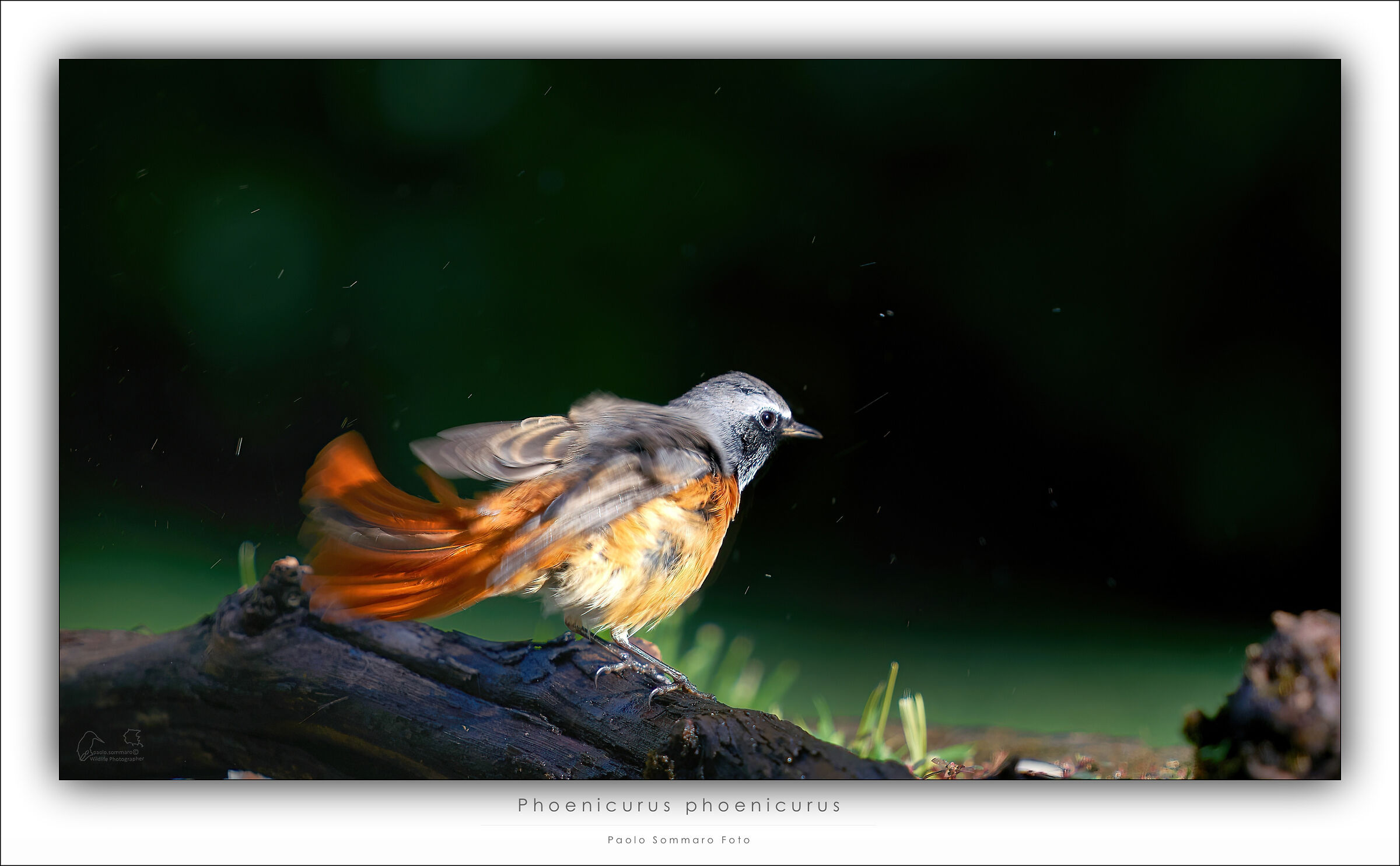 Redstart
