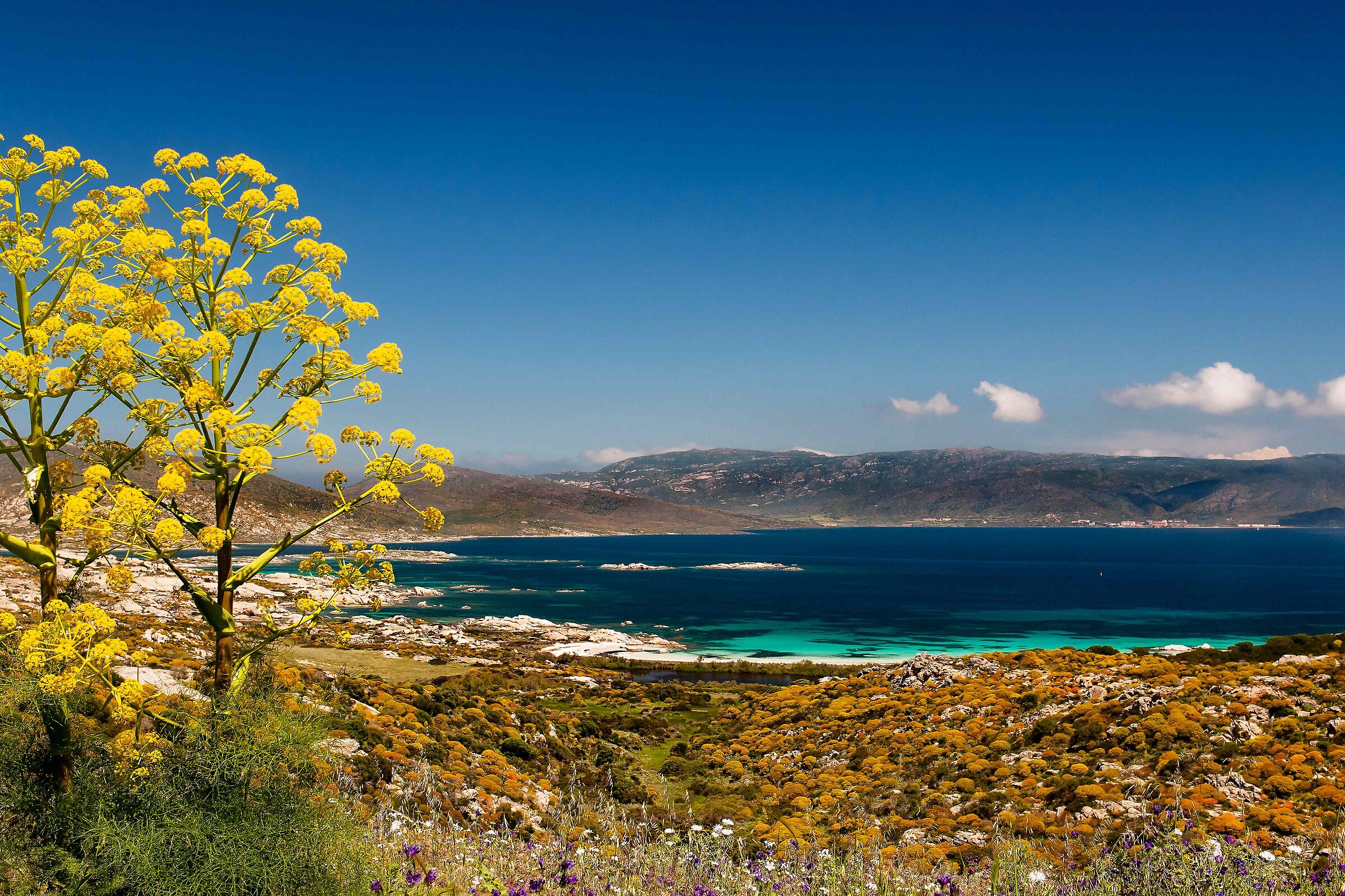 ASINARA - CALA S. ANDREA