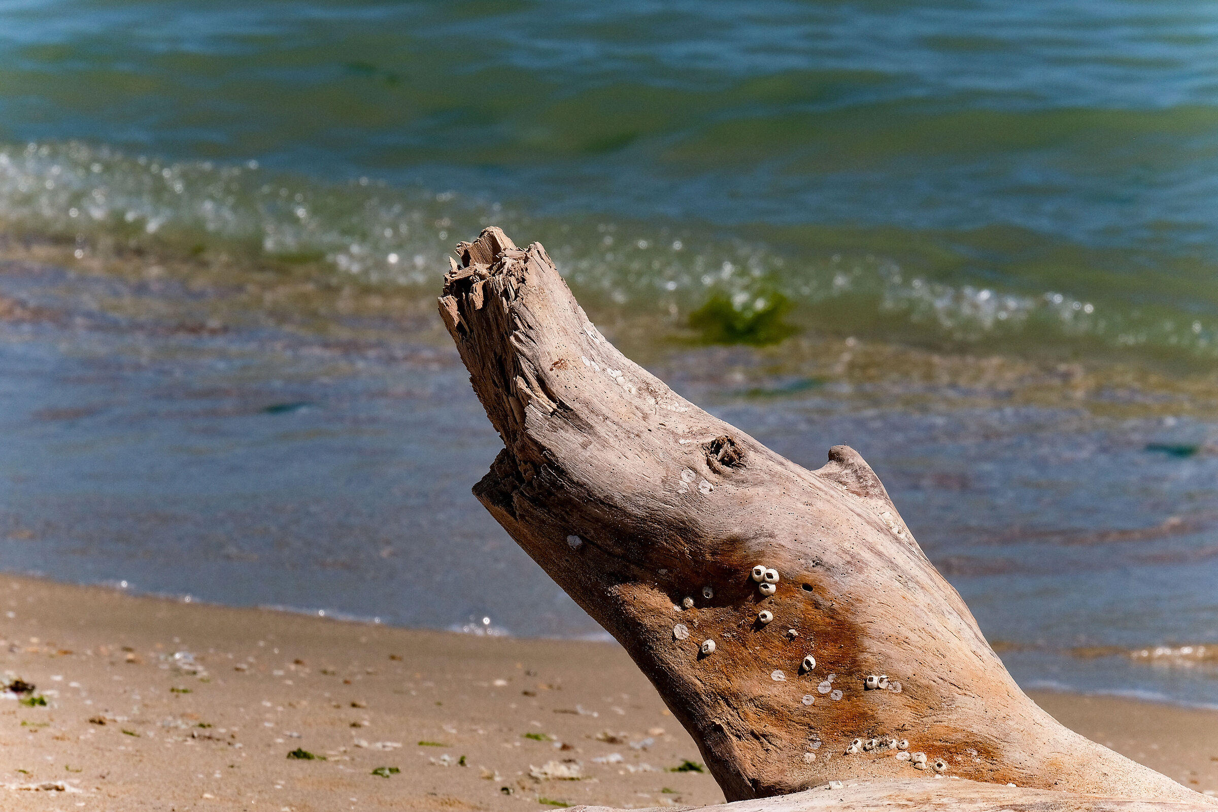 Mostri di spiaggia 1: il coccodrillo