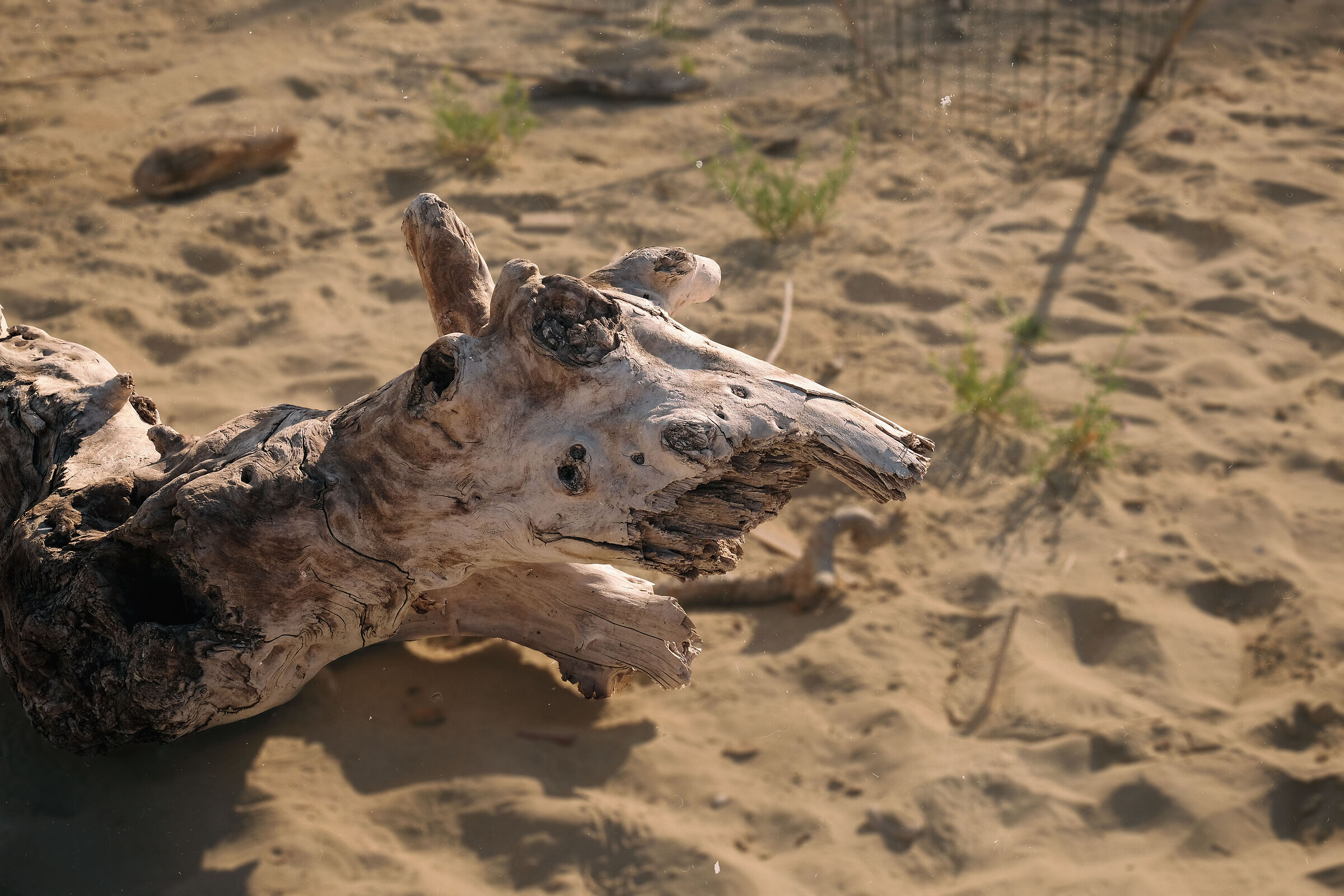 Mostri di spiaggia 2: la mucca pazza