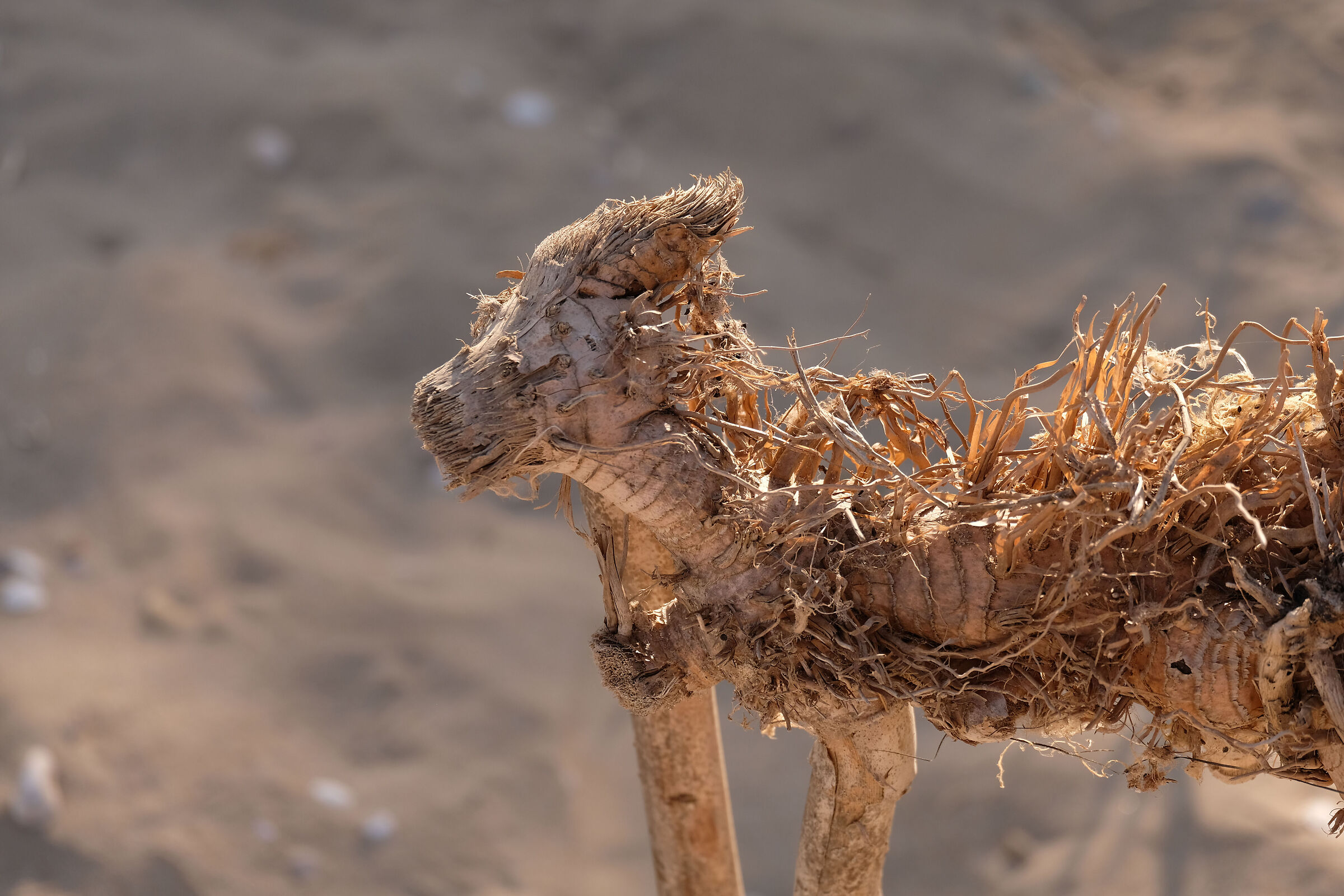 Mostri di spiaggia 3: il cane zombie