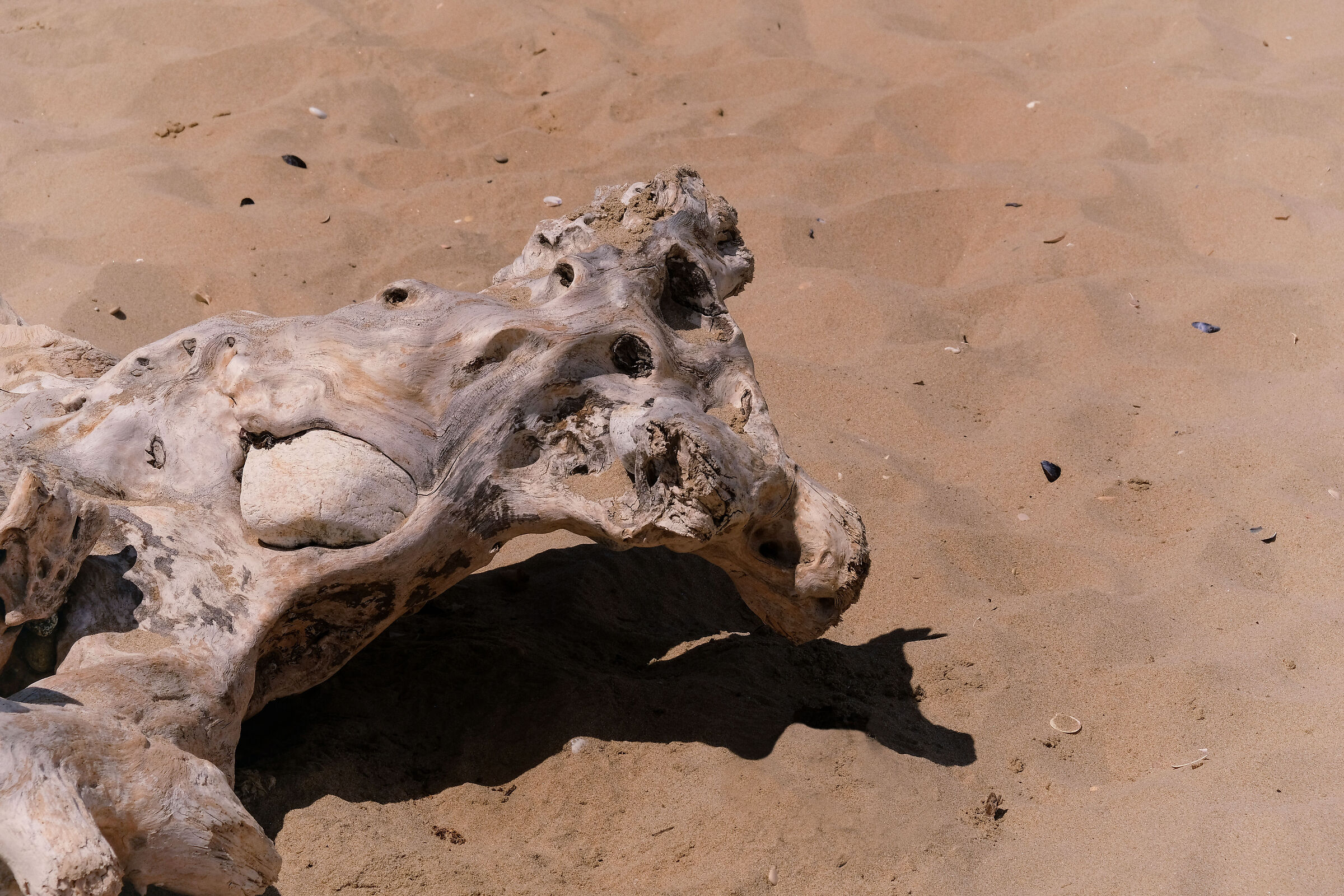 Mostri di spiaggia 4: il cavallo