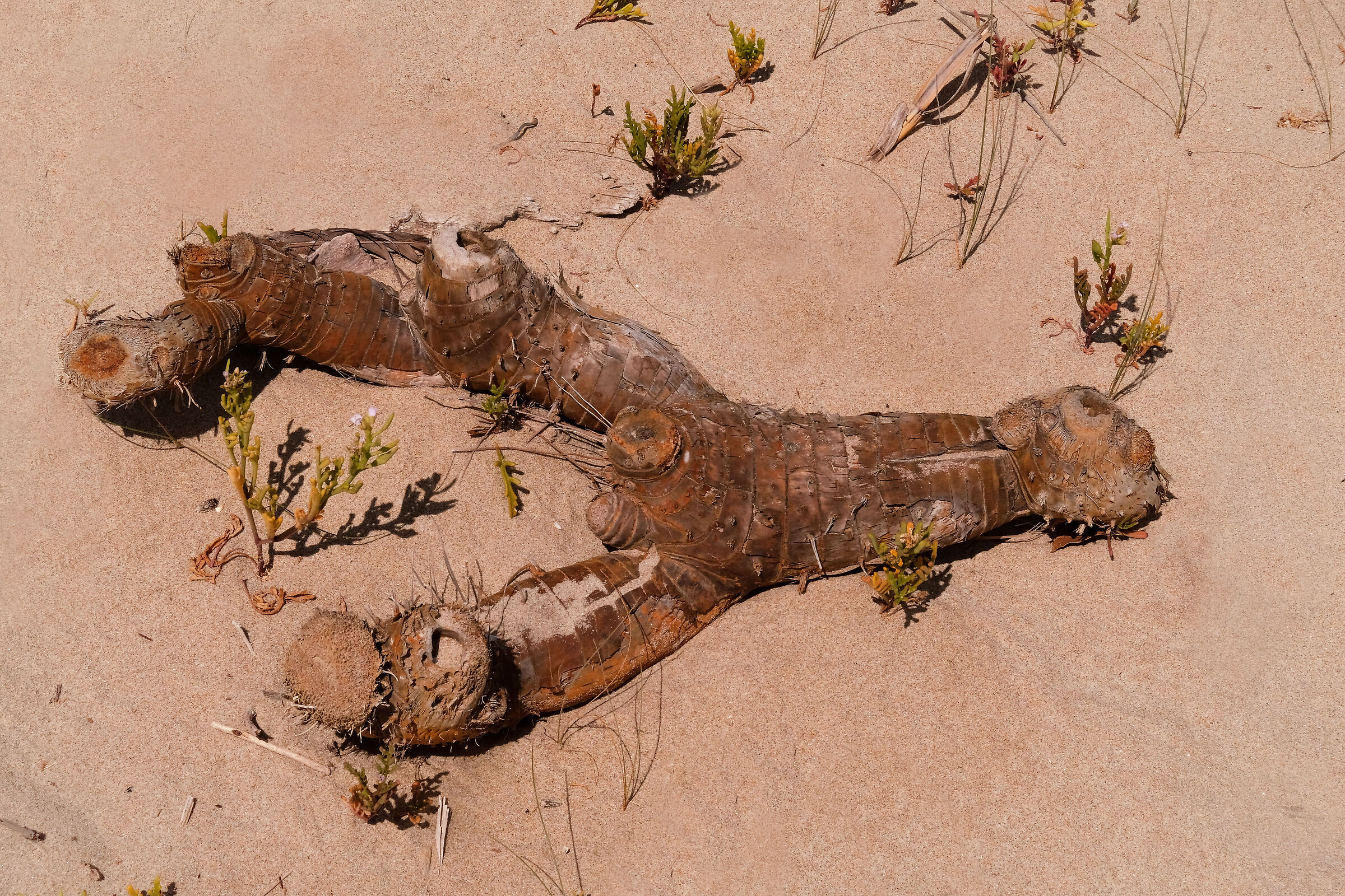 Mostri di spiaggia 5: l'aragosta