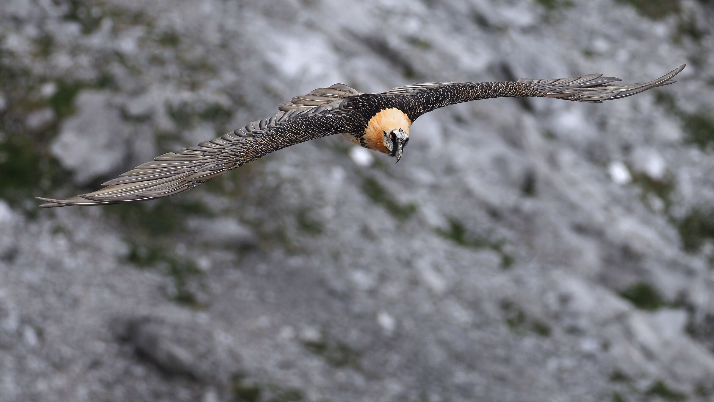 Bearded vulture