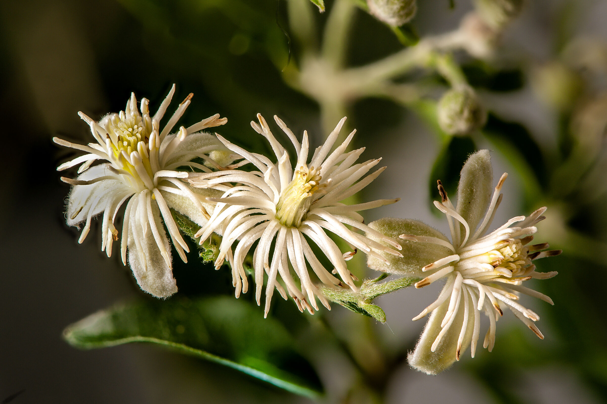 Clematis Vitalba
