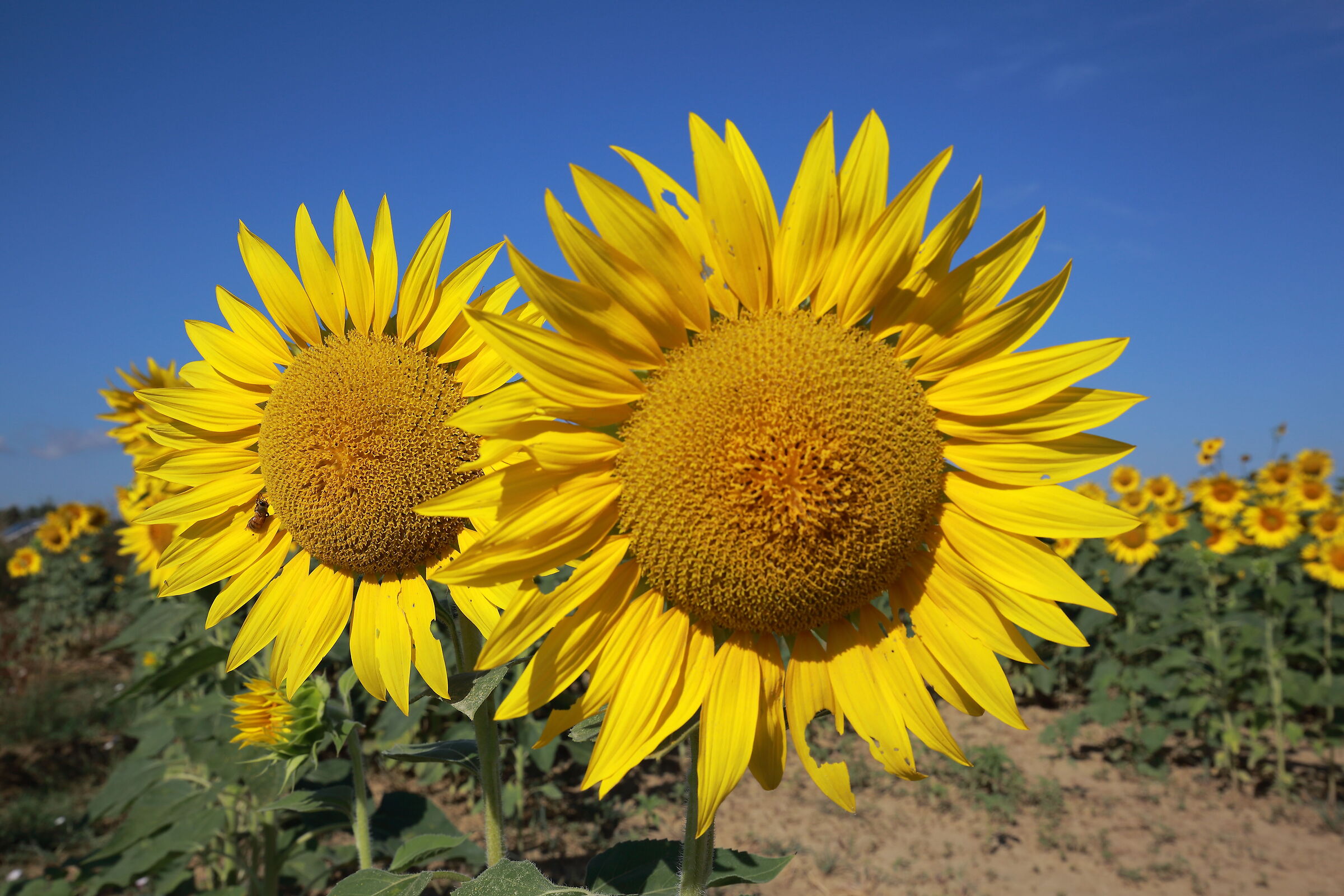 Natural hard-nosed color