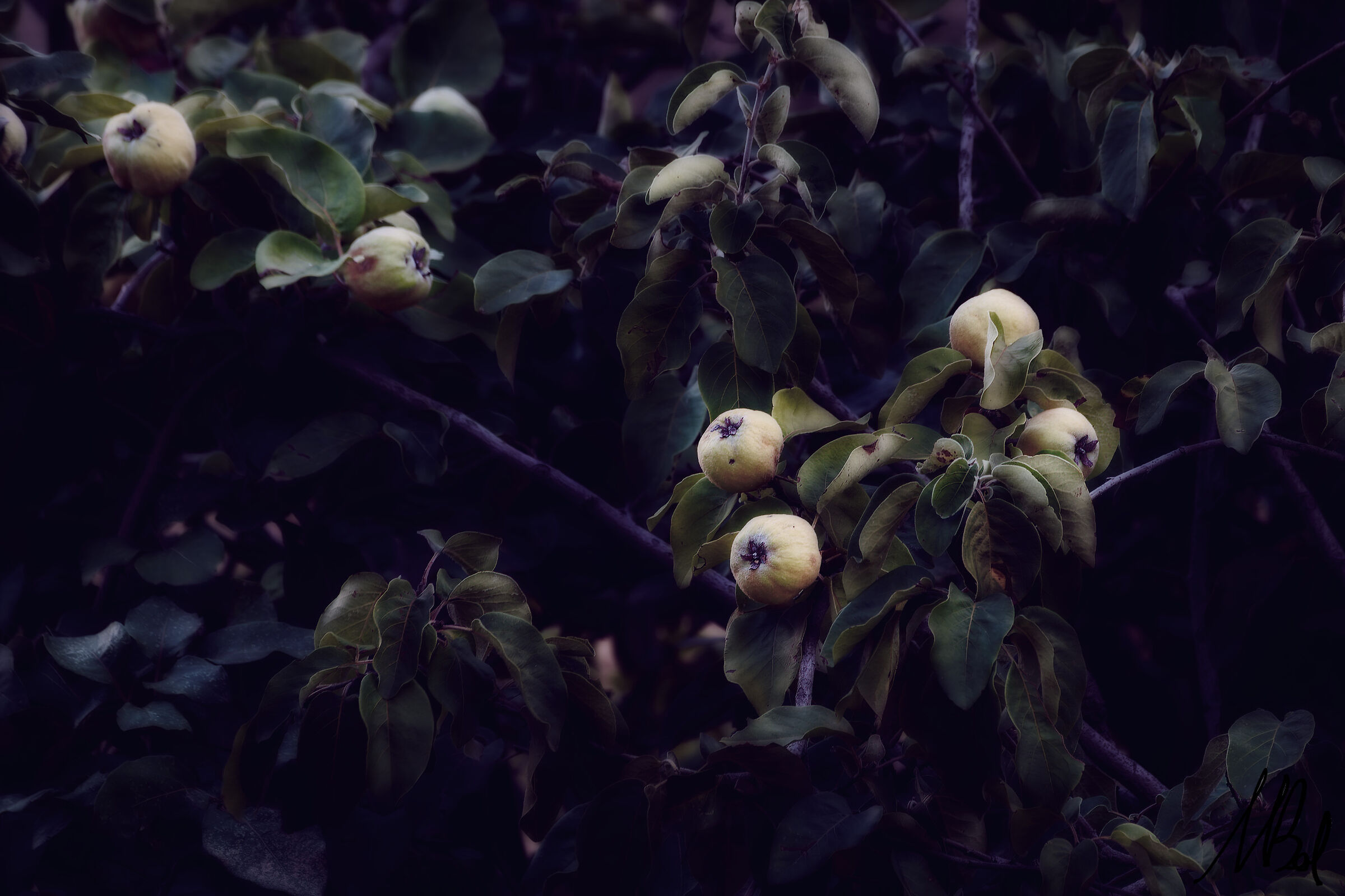 Wild apples