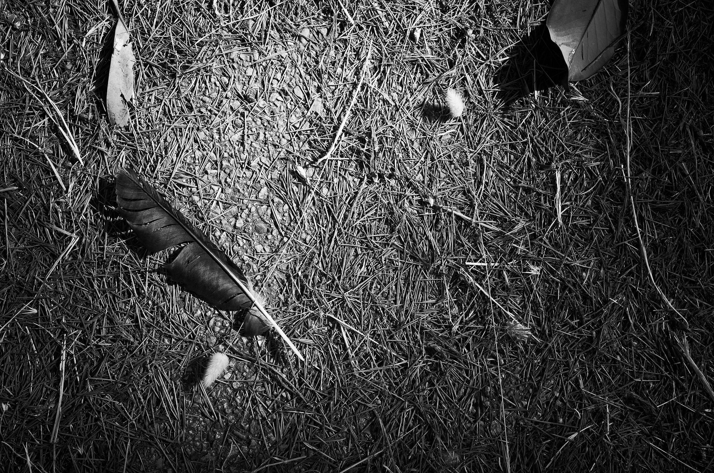 Natura morta su asfalto