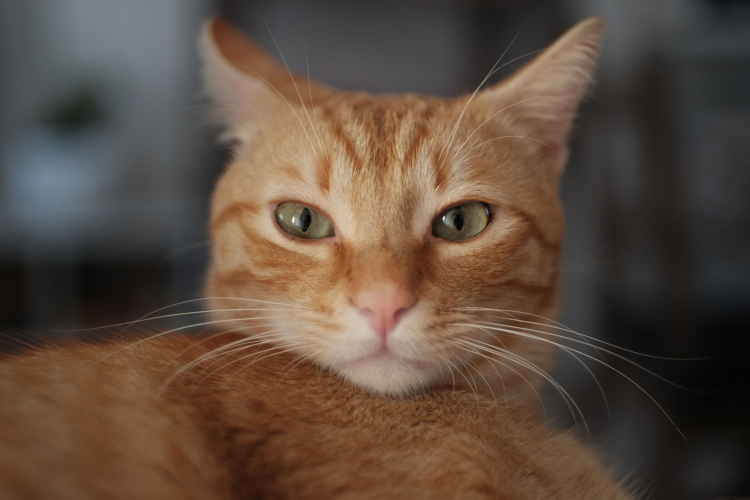 Faccia da schiaffi