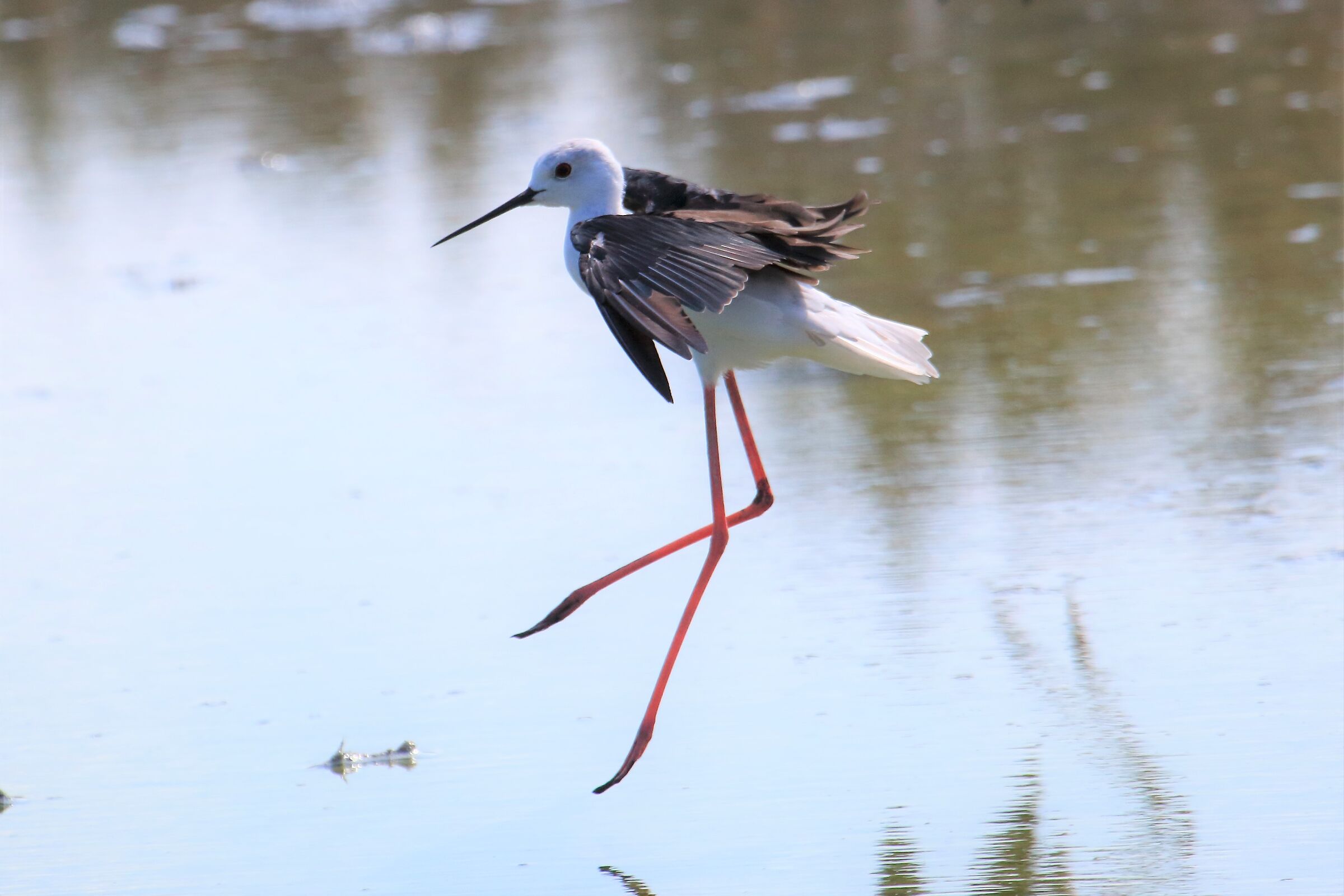 L'eleganza del cavaliere