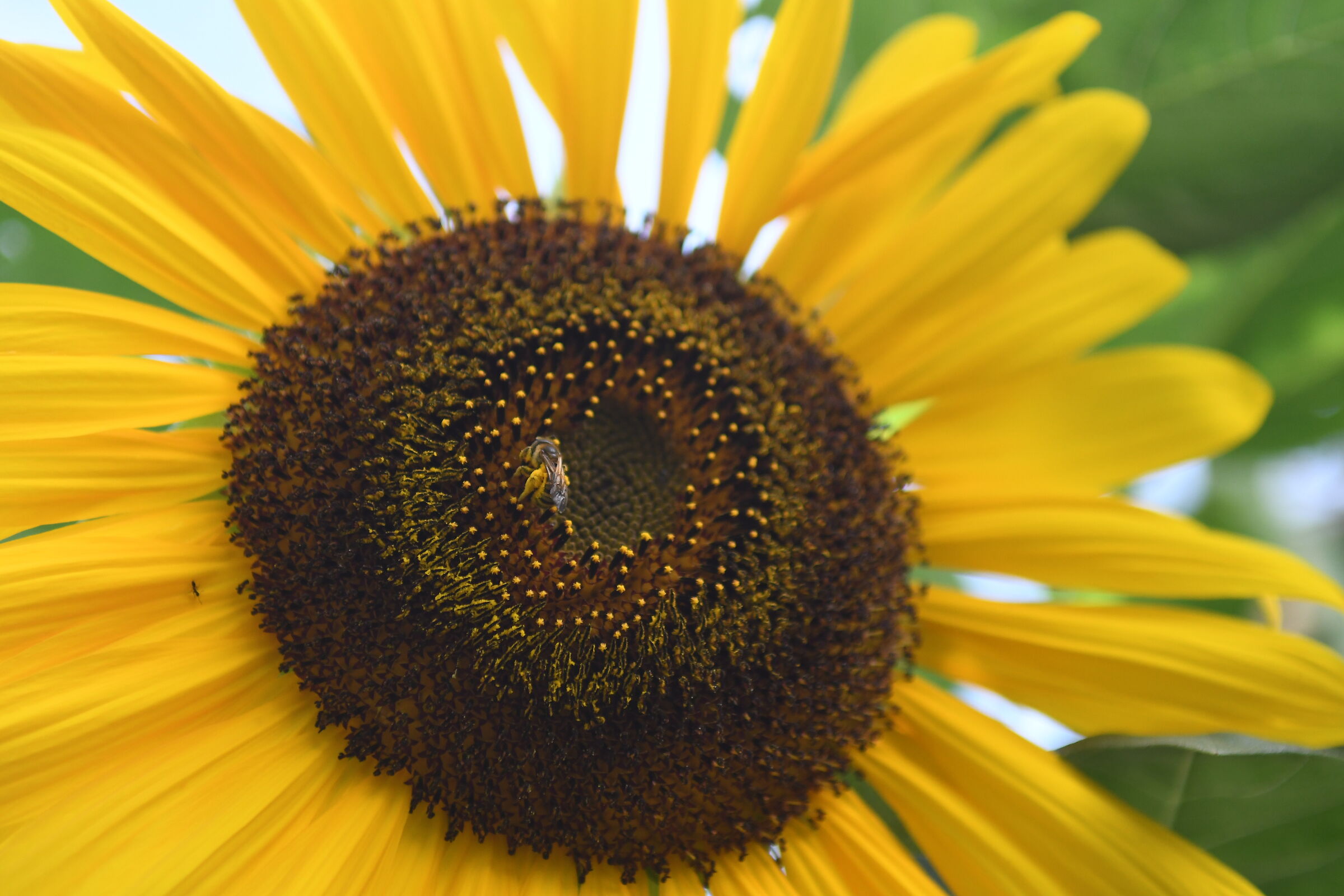 sunflower with host