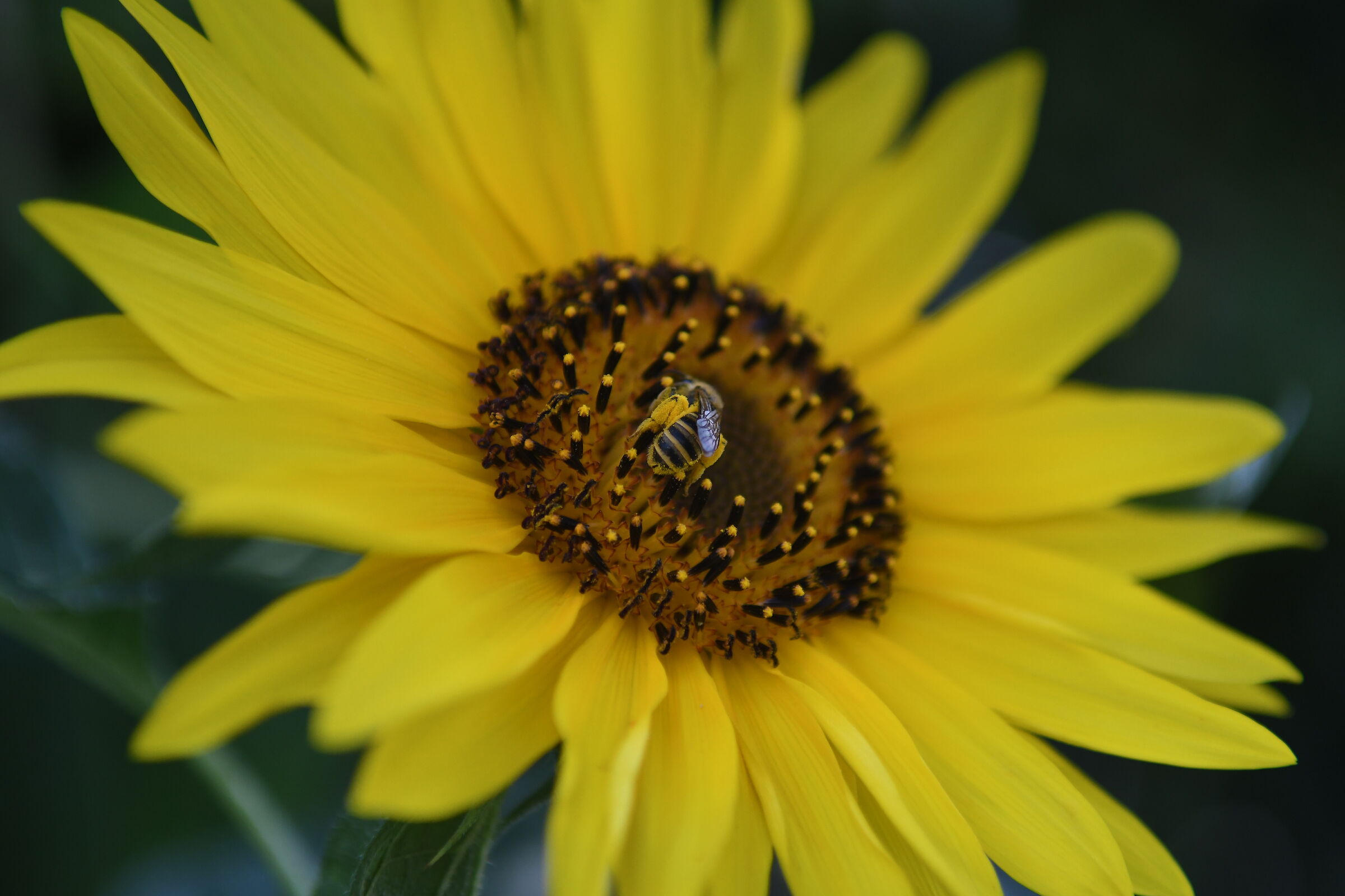 sunflower 3