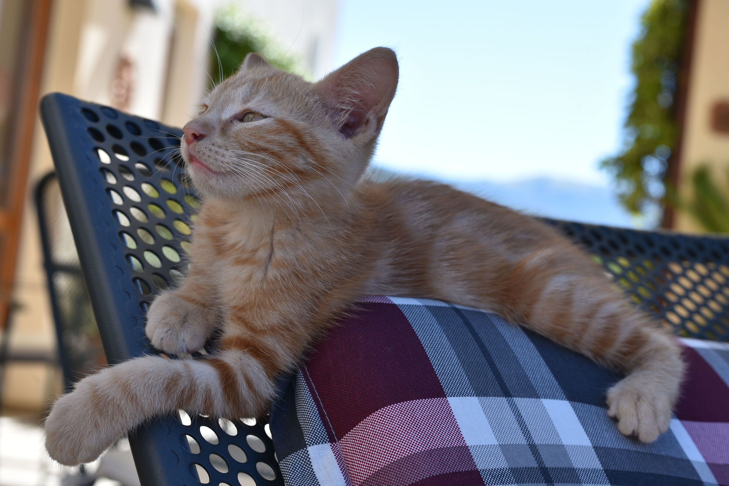 Mistress of the world