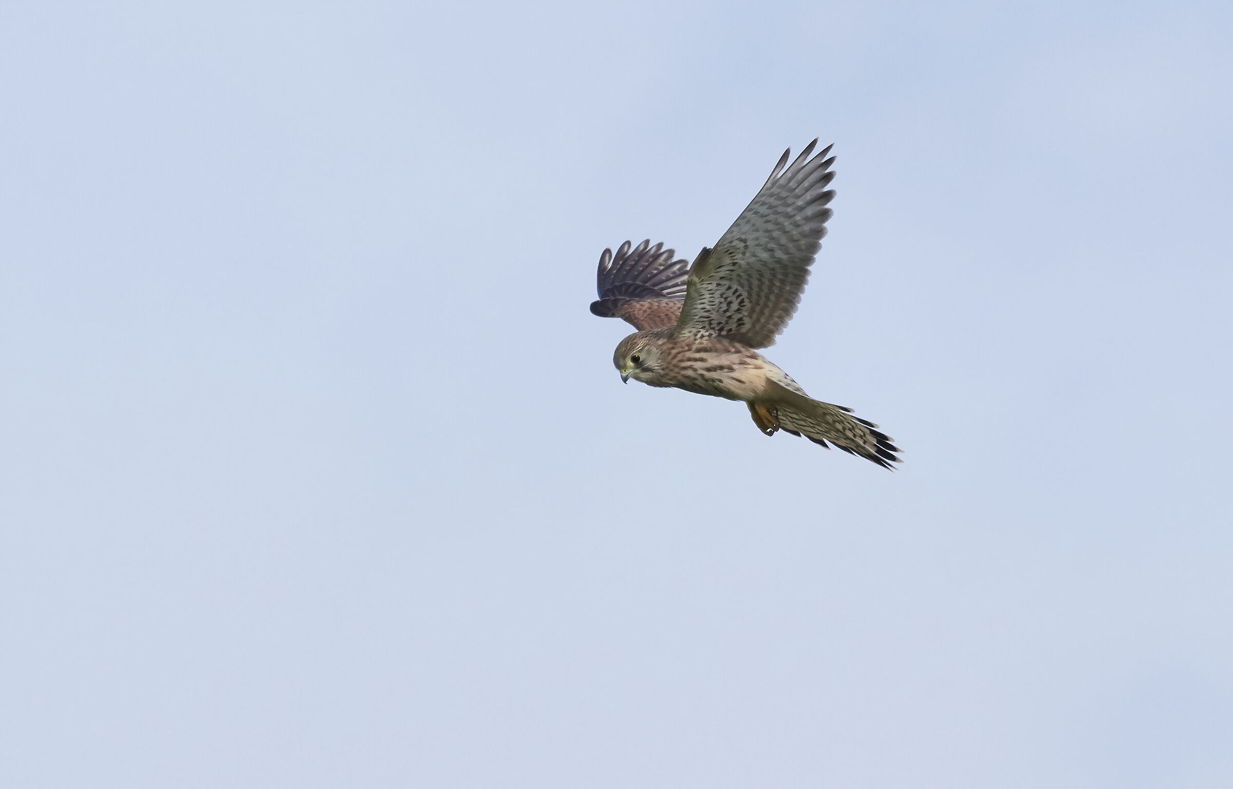 European Kestrel